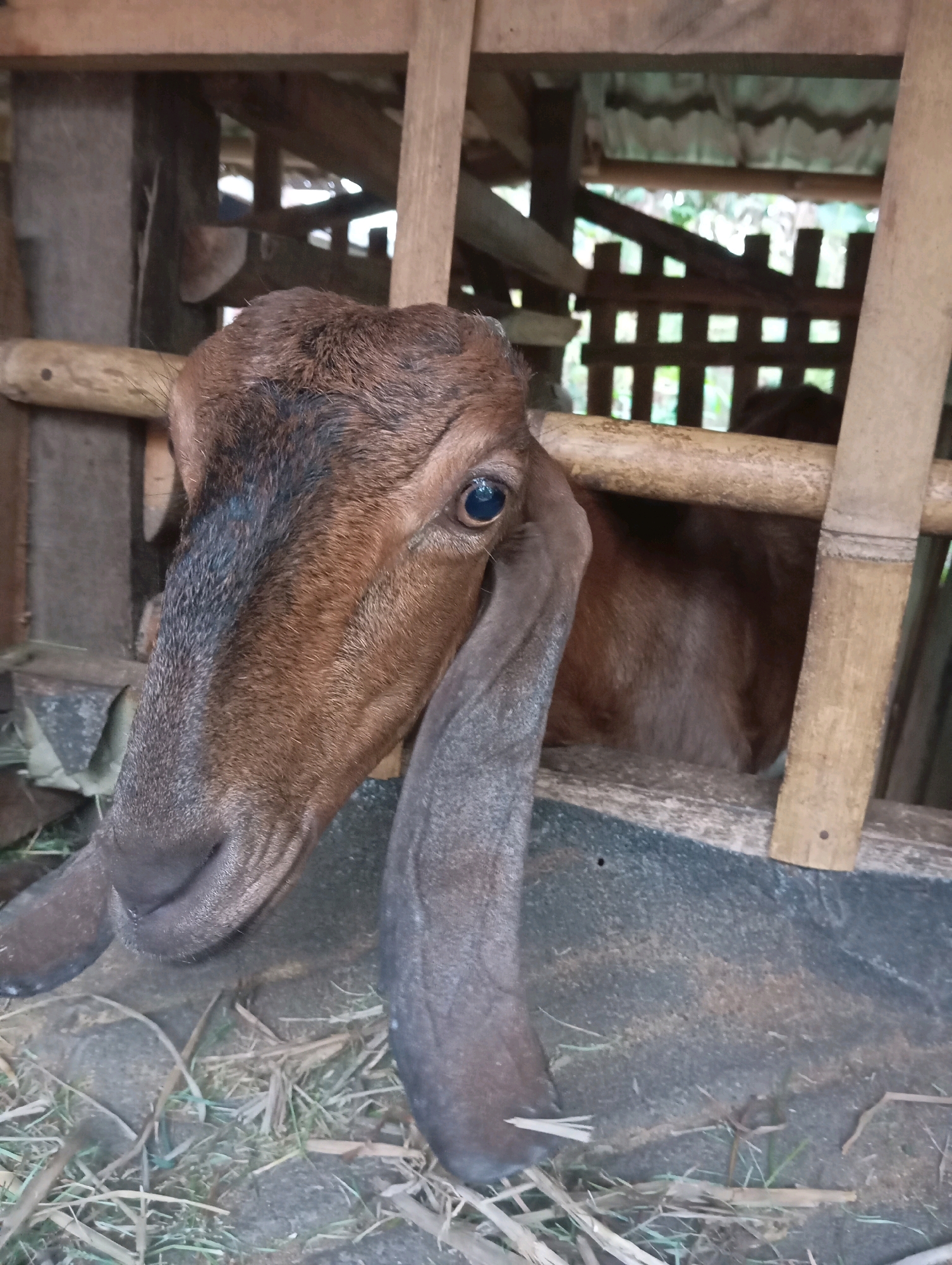 A brown goat with long, droopy ears is partially visible in a wooden enclosure. The goat's head is turned towards the viewer, with its right eye clearly visible and dark. The enclosure appears to be made of rough-hewn wooden posts and beams, with a slatted wooden structure in the background. The ground within the enclosure is covered with dirt, straw, and some debris. The overall impression is of a rustic, rural setting, likely a farm or smallholding. The image's metadata indicates it was taken in Leman Benawi, Indonesia.