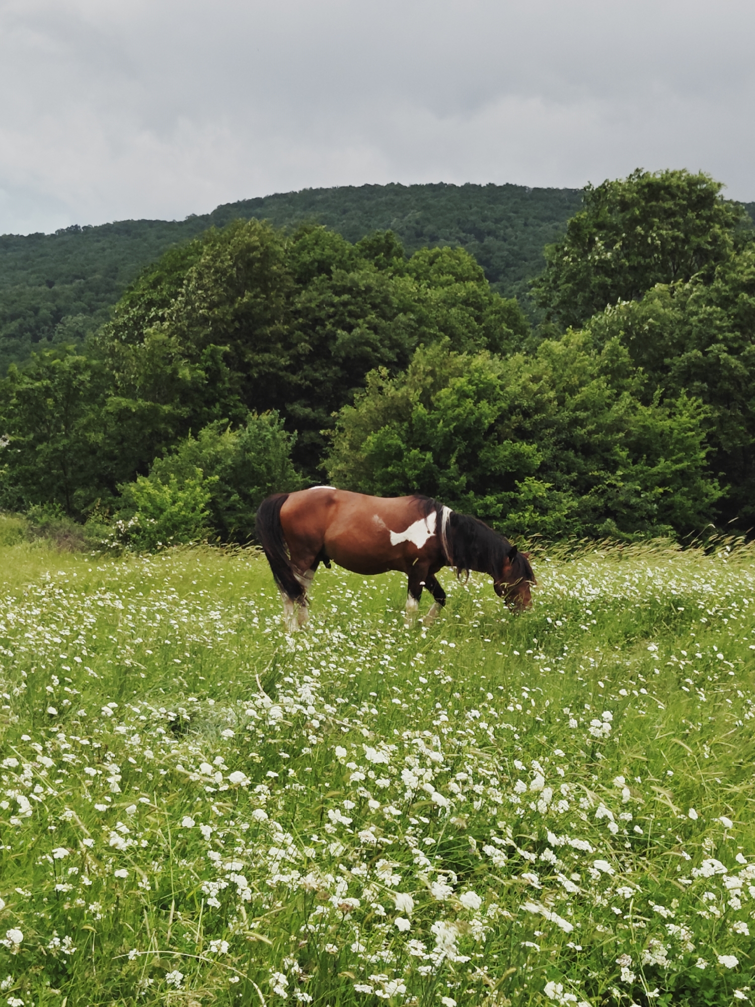 A tranquil, natural landscape in Izgrev, Bulgaria, is depicted under an overcast sky. The central subject is a brown horse, featuring distinctive white markings on its side and legs, and a dark mane and tail. The horse is positioned in the midground, facing right, with its head lowered, actively grazing in a vast meadow.
The foreground and midground are covered by a lush green meadow, densely populated with countless small, white wildflowers, possibly daisies or yarrow, which create a dotted pattern across the vibrant grass. Taller green and some lighter, dried grasses are also visible, adding texture to the field.
In the background, rolling hills are completely covered by a dense, verdant forest of deciduous trees, displaying various shades of green that indicate rich foliage. The sky above is a uniform light gray, suggesting an overcast day, which casts a soft, diffused light over the entire scene. The time of day appears to be daytime, likely late morning or afternoon, given the brightness but lack of direct sunlight. The scene evokes a sense of peace and natural beauty, characteristic of a rural landscape. No visible text is present in the image.