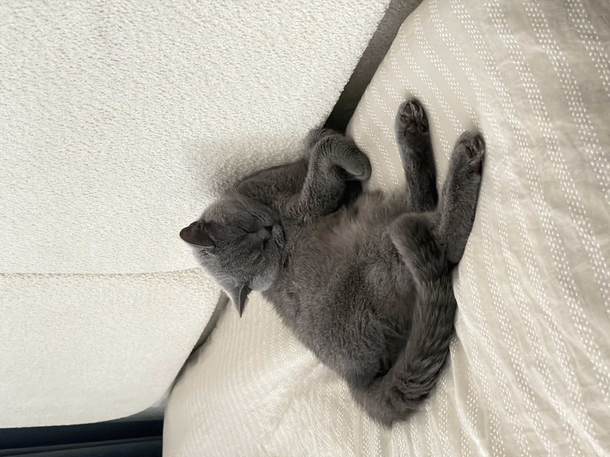 A gray cat is lying on its back on a striped cushion, seemingly asleep. The cushion is located in the crevice between two parts of a white sofa. The cat is positioned between these two sofa sections. The photograph appears to have been taken indoors. The location in Tbilisi, Georgia is not indicated in the image.