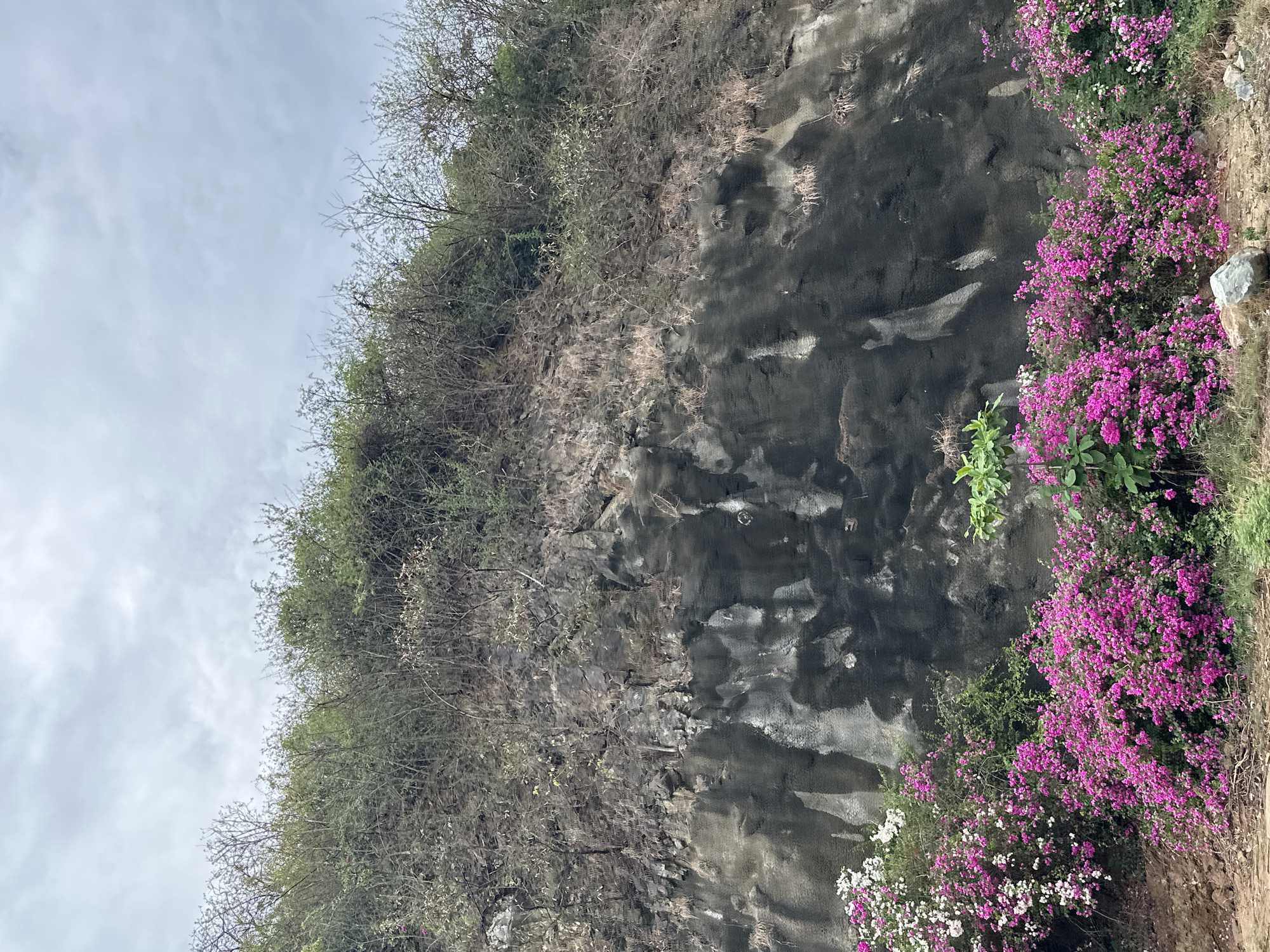 The image shows a natural rock wall covered with vegetation in Bac Nha Trang Ward, Vietnam. The wall is predominantly grey with textured, uneven surfaces. Plants, mostly green and dry trees, grow along the upper section and on some parts of the rock face. A cluster of bright pink flowers is visible on the right side, with some scattered white flowers near the bottom. The sky is overcast and a pale grey.