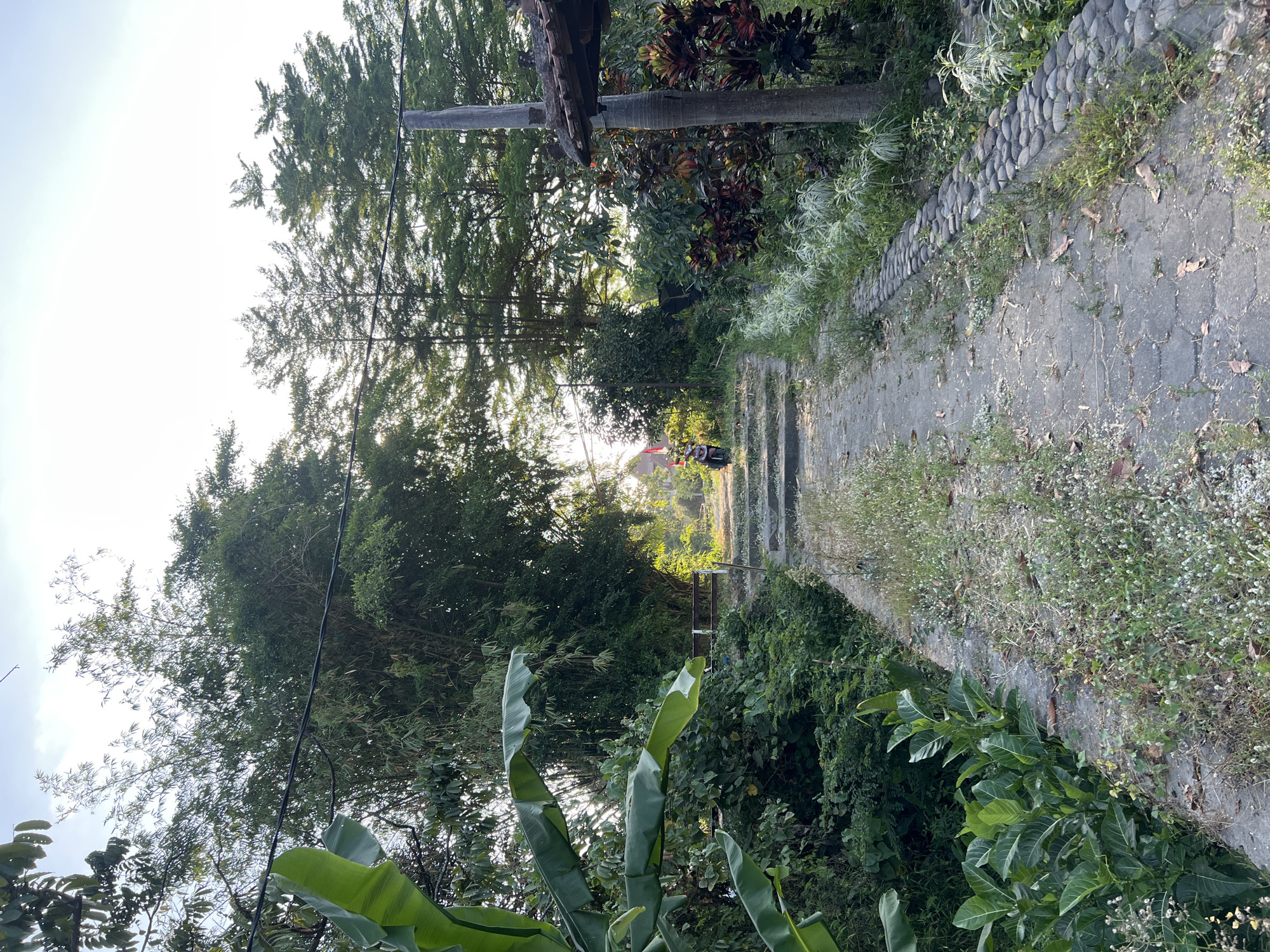 The image depicts an outdoor scene in Tlogoadi, Indonesia. A stone pathway, partially overgrown with grass, leads uphill towards a bright, sunlit area. Lush green vegetation, including banana leaves and bamboo, frames the path on the left. Tall trees with needle-like foliage line the right side of the path. In the distance, a red flag is visible, and a parked motorcycle with a rider is positioned on the pathway. A small structure with a tiled roof is partially visible on the right. The overall environment suggests a tropical or subtropical climate.