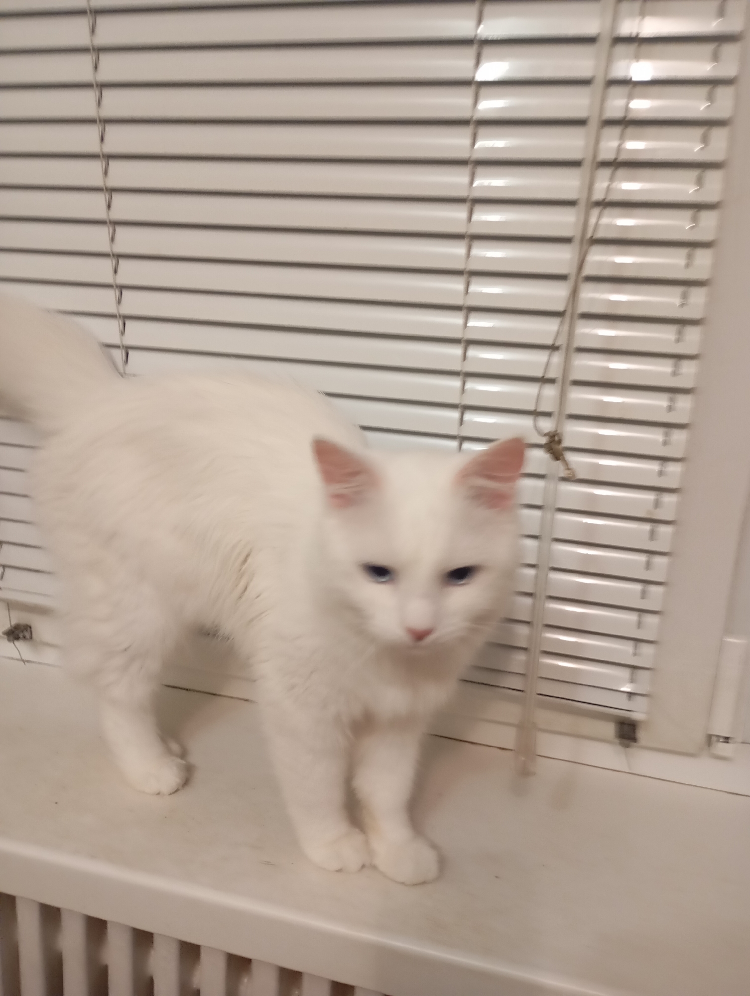 A white cat with blue eyes is standing on a windowsill in front of white blinds. The cat is facing towards the viewer and appears to be mid-stride. The background consists of horizontal blinds. The floor below the windowsill has a white radiator. There are no people visible in the image. The scene is indoors, and no specific location in Kharkiv, Ukraine, can be identified.