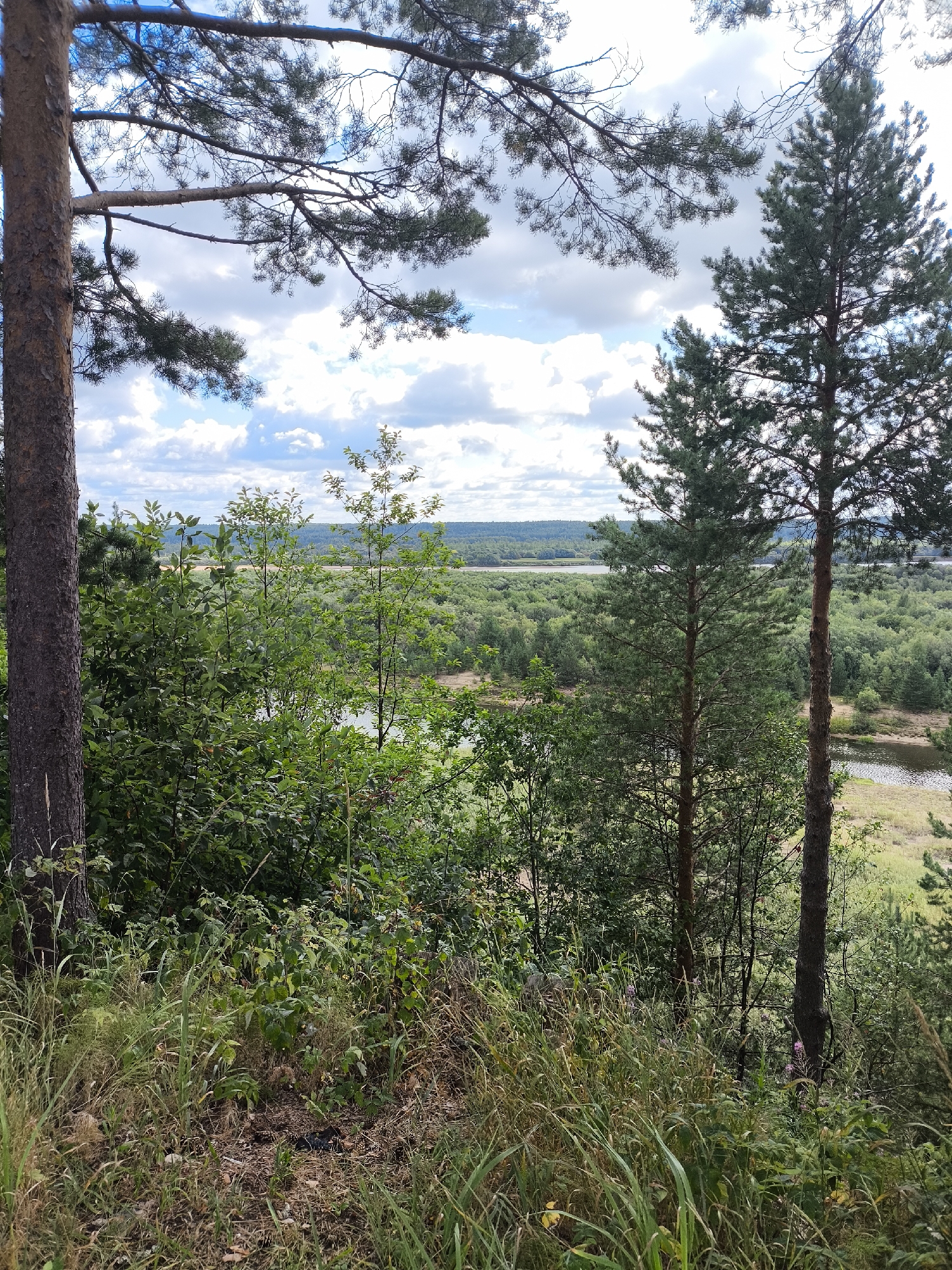 The image captures a scenic view from an elevated position overlooking a lush forest and a body of water, likely a river or lake, near Leshukonskoye, Russia. In the foreground, tall pine trees with rough bark and green needles dominate the right side of the frame, with their branches extending upwards and partially obscuring the sky. To the left, another pine tree trunk, thicker and darker, stands prominently.
The midground is filled with dense green foliage of various trees and bushes, creating a textured layer of vegetation. Some smaller deciduous trees with lighter green leaves are interspersed with the evergreens.
In the background, the landscape unfolds into a vast expanse of forest that stretches towards the horizon. A winding body of water is visible, reflecting the light and appearing as a shimmering ribbon through the trees. The sky above is partly cloudy, with fluffy white clouds scattered across a pale blue canvas.
The ground in the immediate foreground is covered with dry grass, fallen leaves, and some scattered twigs, suggesting a natural, undisturbed environment. There are no people or visible man-made structures in the image, emphasizing the natural beauty of the location. The overall impression is one of tranquility and immersion in nature.