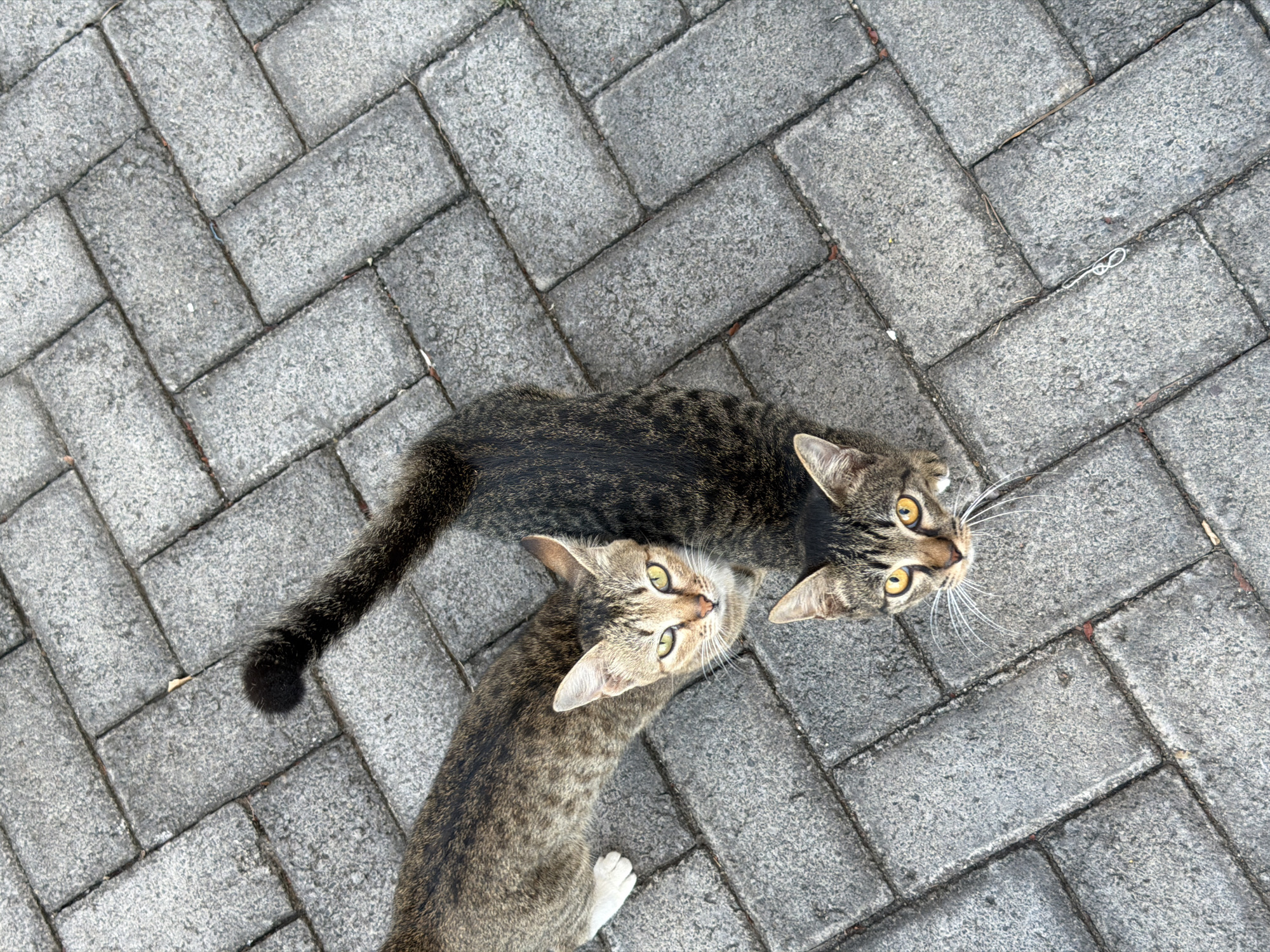 Two tabby cats are visible from a high-angle shot on a gray paver stone surface in Kuta Selatan, Indonesia. The cat in the foreground, facing upwards, has yellow eyes and a black and brown striped coat. The second cat, to the left and slightly behind the first, also has a tabby pattern, predominantly brown and gray, with a white paw visible. Both cats are looking towards the camera. The environment appears to be an outdoor paved area, possibly a walkway or patio.
