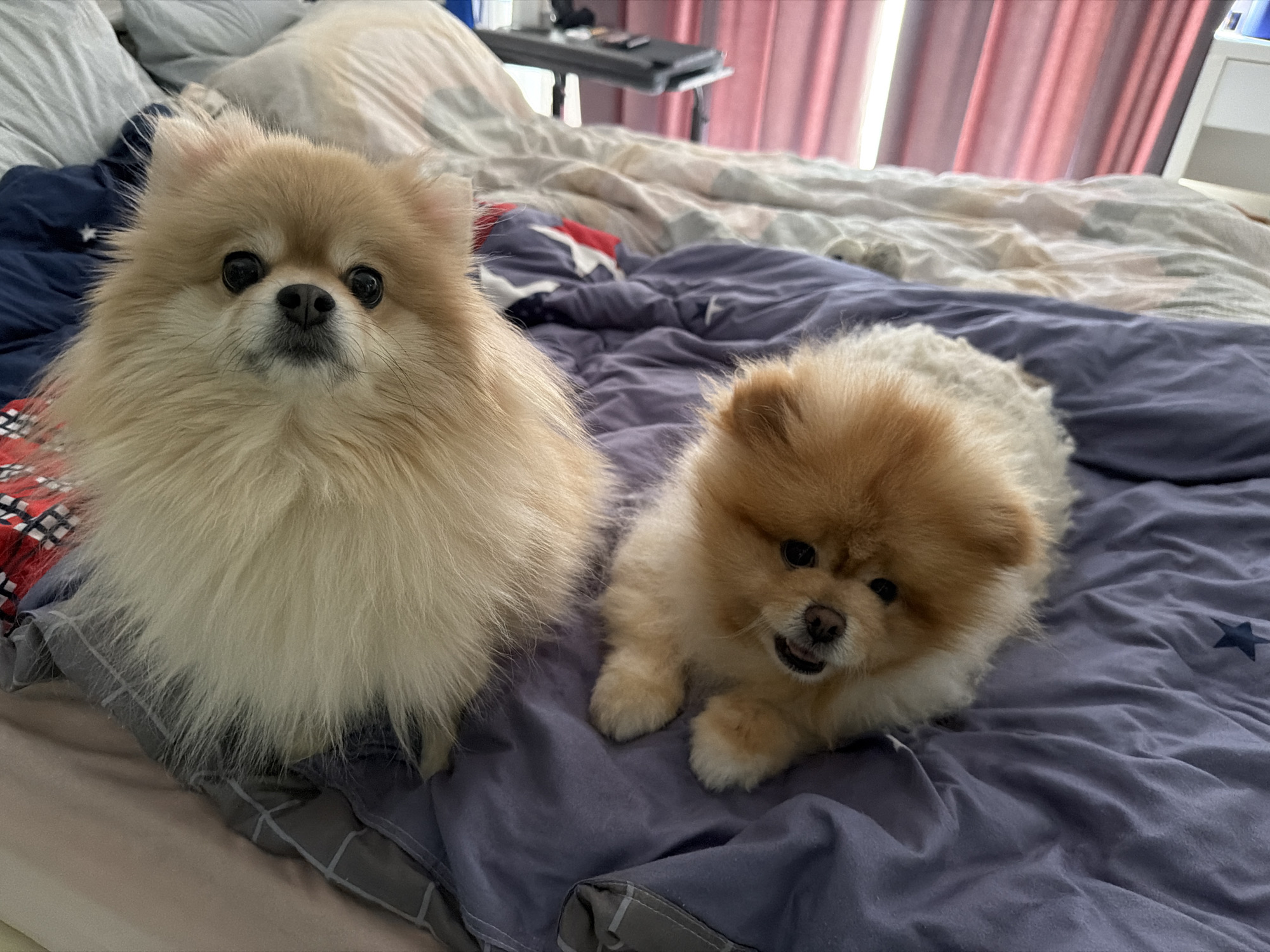 Two Pomeranian dogs are lying on a bed with purple bedding. The dog on the left is facing the camera, with its mouth slightly open. The dog on the right is also facing the camera, but its mouth is closed. The bed is covered with a dark purple comforter with white stars on it. In the background, there are pillows and blankets, and a glimpse of a table with a laptop. The room appears to be a bedroom, possibly in an apartment in Tbilisi, Georgia.
