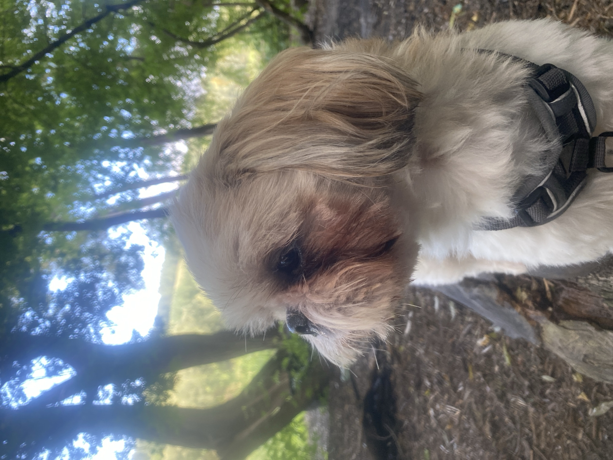 The image is a close-up, eye-level shot of a Shih Tzu dog facing left, outdoors. The dog has light brown and white fur, with dark eyes and a black nose. It is wearing a gray and black harness. The background consists of trees and foliage, with sunlight filtering through the leaves. The ground is covered in dirt and fallen leaves. The overall impression is of a dog in a wooded area, possibly a park. The image does not provide any information about Novosibirsk, Russia.