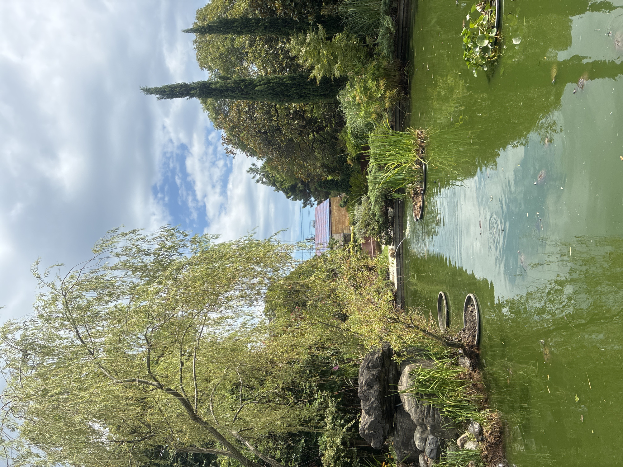 In Sochi, Russia, a serene pond scene unfolds under a partly cloudy sky. The pond itself, with its murky green water, reflects the lush vegetation surrounding it. Floating in the water are several lily pads and circular structures with soil, supporting reeds and other aquatic plants. On the left bank, large rocks and a weeping willow tree create a naturalistic border. In the distance, a building with a red-tiled roof is visible through the trees. Several turtles are present in the pond, with some resting on the banks or submerged in the water. The overall environment suggests a well-maintained garden or park, possibly within a resort or residential area in Sochi.