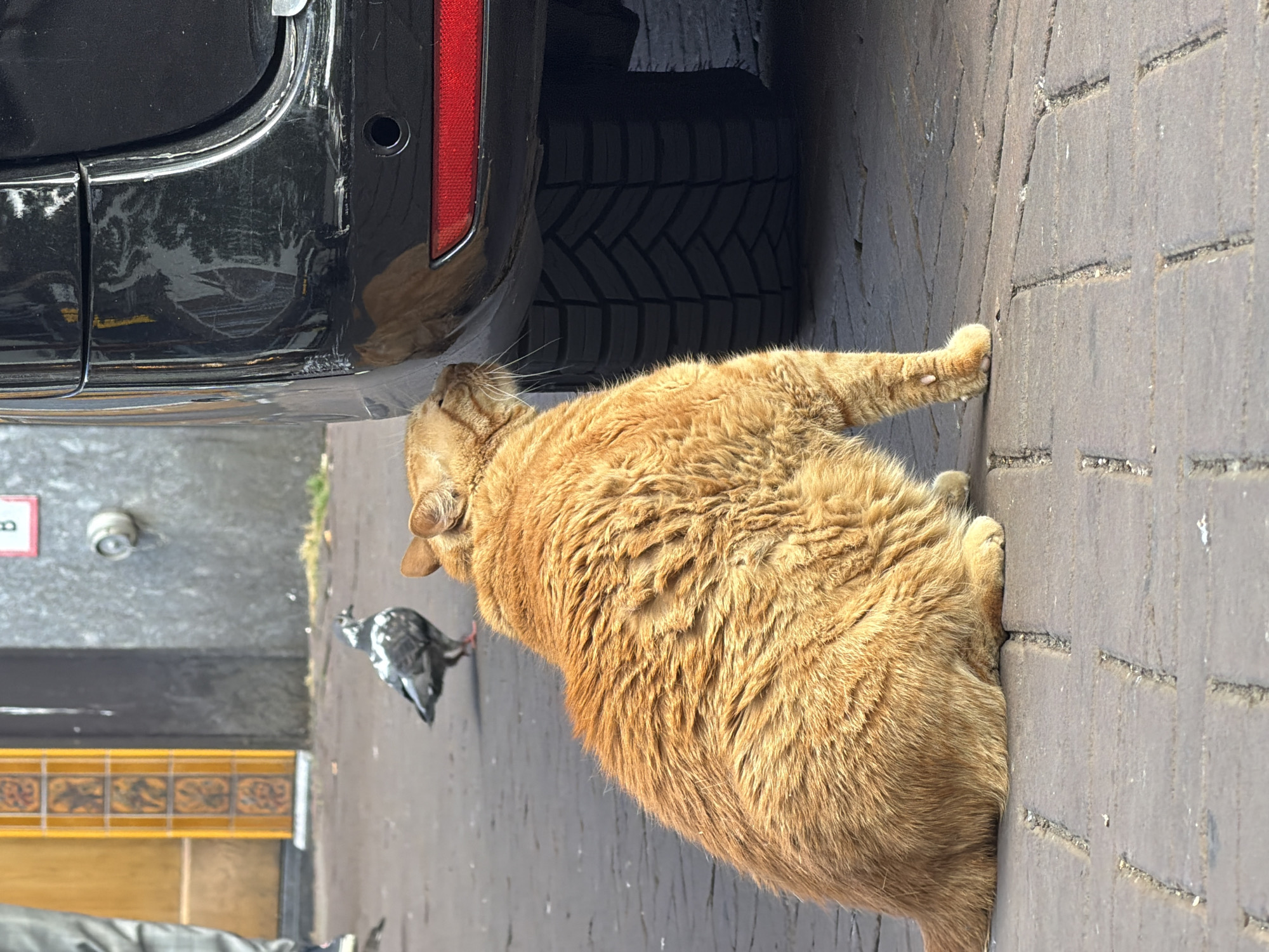 A large orange cat is sniffing the rear bumper of a black vehicle parked on a brick-paved street. A pigeon stands on the street in the background, to the left of the cat. A person's legs, clad in grey plaid pants, are visible on the far left of the image. The background includes a building with a yellow tiled facade and a grey concrete wall with a fire hydrant. The scene is outdoors in what appears to be a city environment.