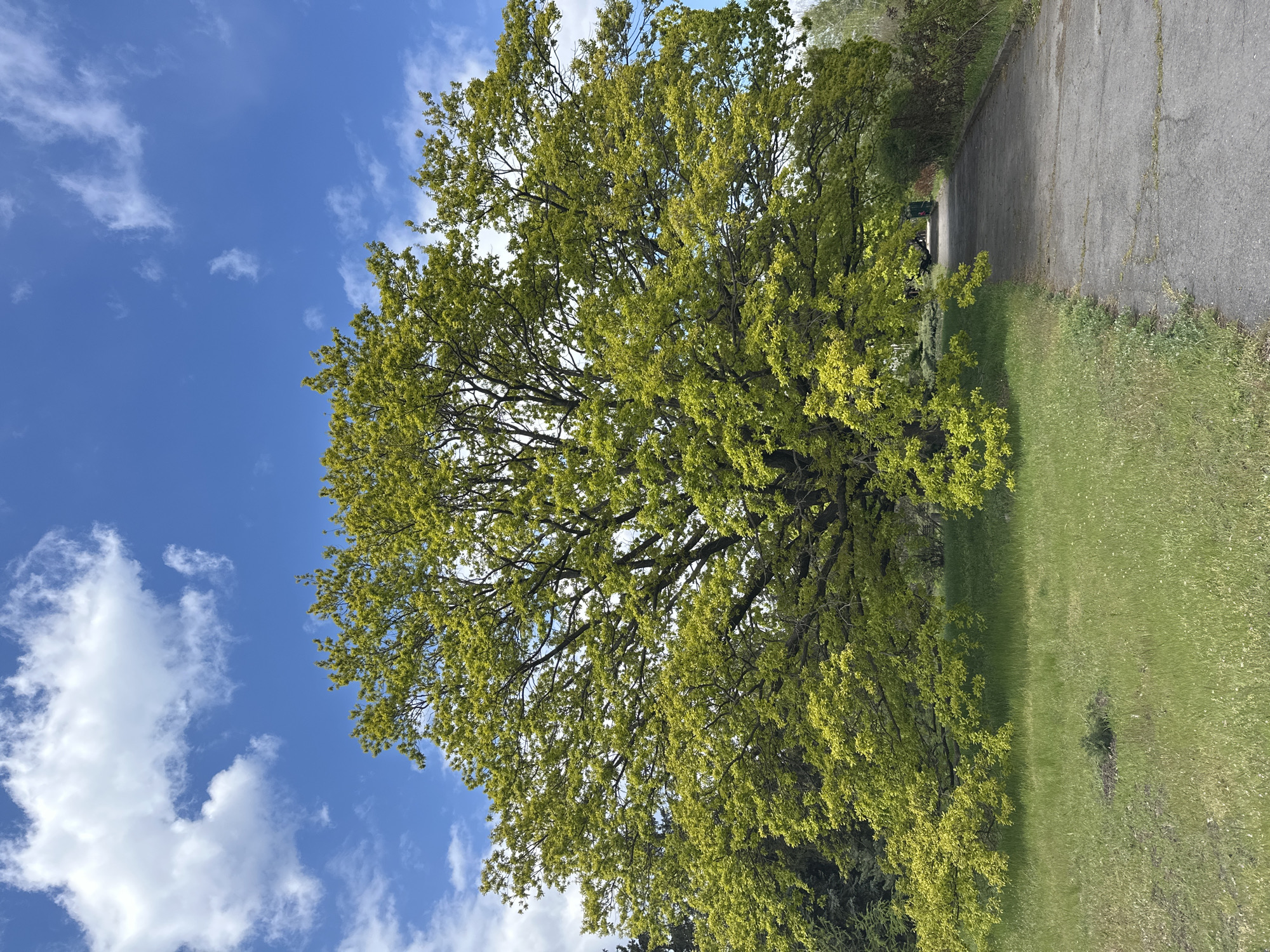 The image shows a large tree with vibrant green leaves under a bright blue sky with scattered white clouds. To the right of the tree is a paved path or road with grass on either side. The location is not discernible as Kryvyi Rih, Ukraine without further information. No people or interactions are visible.