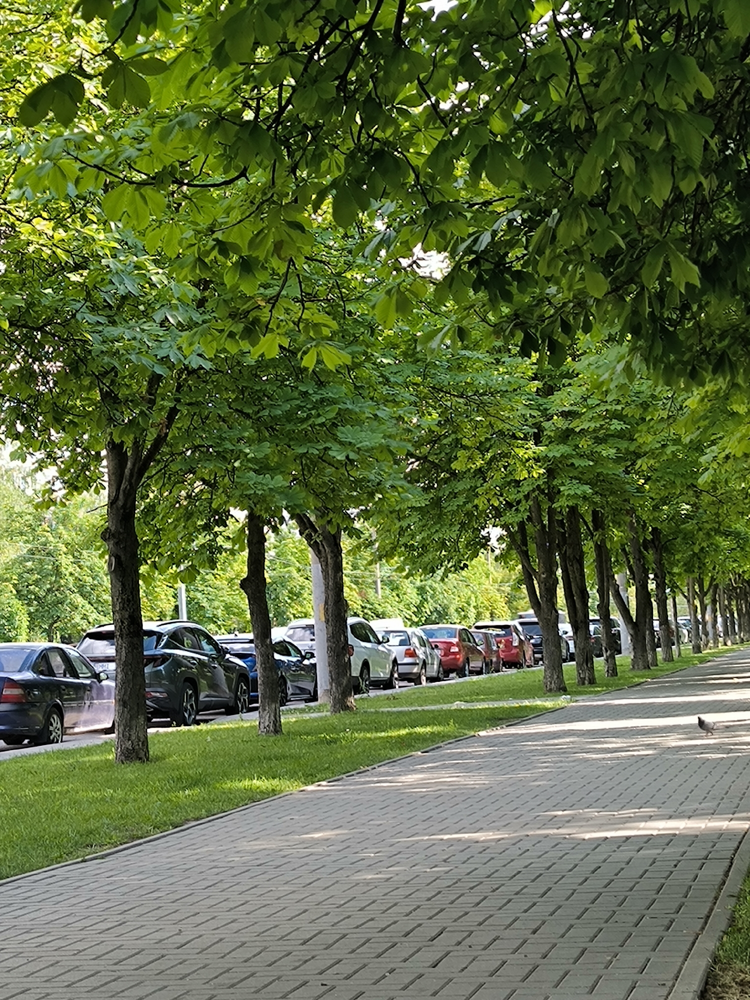 The image depicts a tree-lined street in Chișinău, Moldova, on a sunny day. A pedestrian sidewalk paved with grey interlocking bricks runs along the right side of the frame. To the left of the sidewalk, a strip of lush green grass separates it from a row of parked cars. The cars are parked along the side of the road, with a variety of makes and models visible, mostly in neutral colors like silver, black, and white, though a few red cars are also present.
The trees lining the sidewalk are mature and heavily foliated with vibrant green leaves, creating a dappled shade pattern on the sidewalk and grass. The branches of these trees extend overhead, forming a leafy canopy that dominates the upper portion of the image. In the background, beyond the cars, more greenery and trees are visible, suggesting a suburban or park-like setting.
The time of day appears to be daytime, indicated by the bright sunlight and the distinct shadows cast by the trees and cars. The weather seems pleasant, with clear skies implied by the strong light. There are no people visible in the frame, and the overall scene conveys a sense of quiet and urban tranquility. A single pigeon is visible on the sidewalk in the distance, walking towards the right side of the image. No text is discernible in the image.