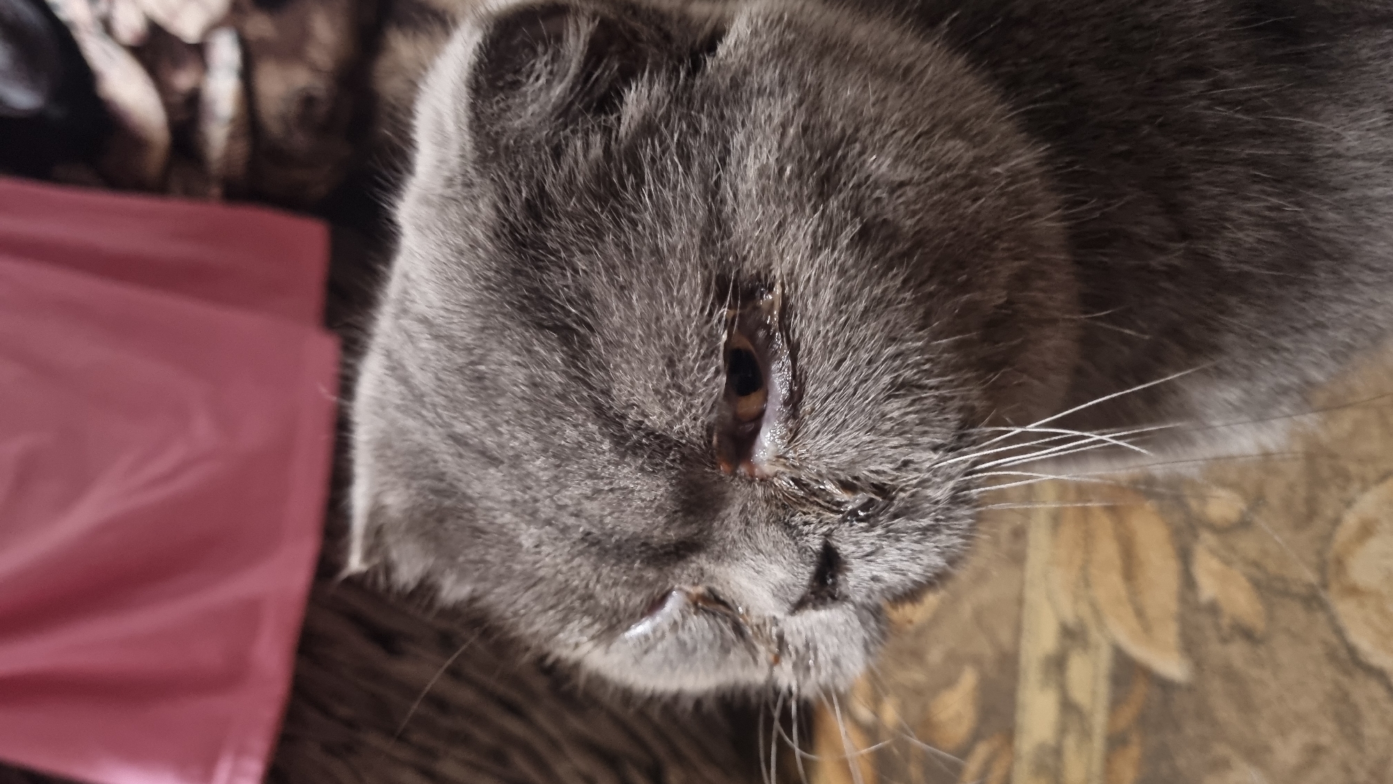 A close-up, medium shot, head and shoulders portrait of a gray Scottish Fold cat. The cat is facing left, with its eyes partially closed and appearing watery and irritated. Its fur is short and dense. The background is blurred, showing a pink fabric draped over what appears to be furniture. The scene is likely indoors, as suggested by the lighting and background elements. No specific location in the city of Vysokoe, Russia is discernible from the image.