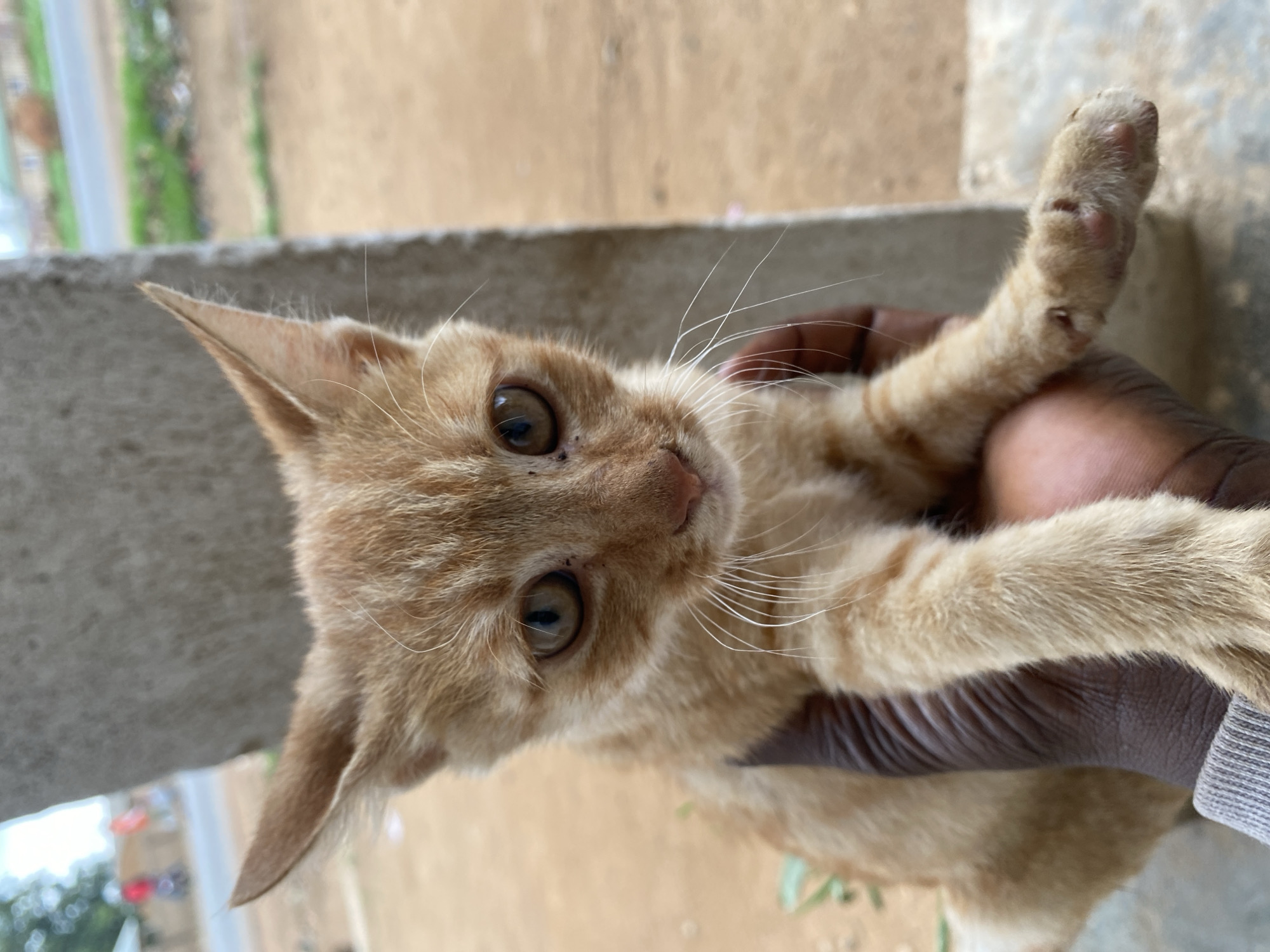 A close-up, medium shot of a person holding an orange tabby kitten. The person has dark skin. The kitten is looking directly at the camera with brown eyes and pink nose. The background appears to be outdoors, possibly a yard or garden in Riyom, Nigeria, given the prompt. There is a blurred glimpse of a building or structure in the upper left corner of the frame. The ground is light brown.