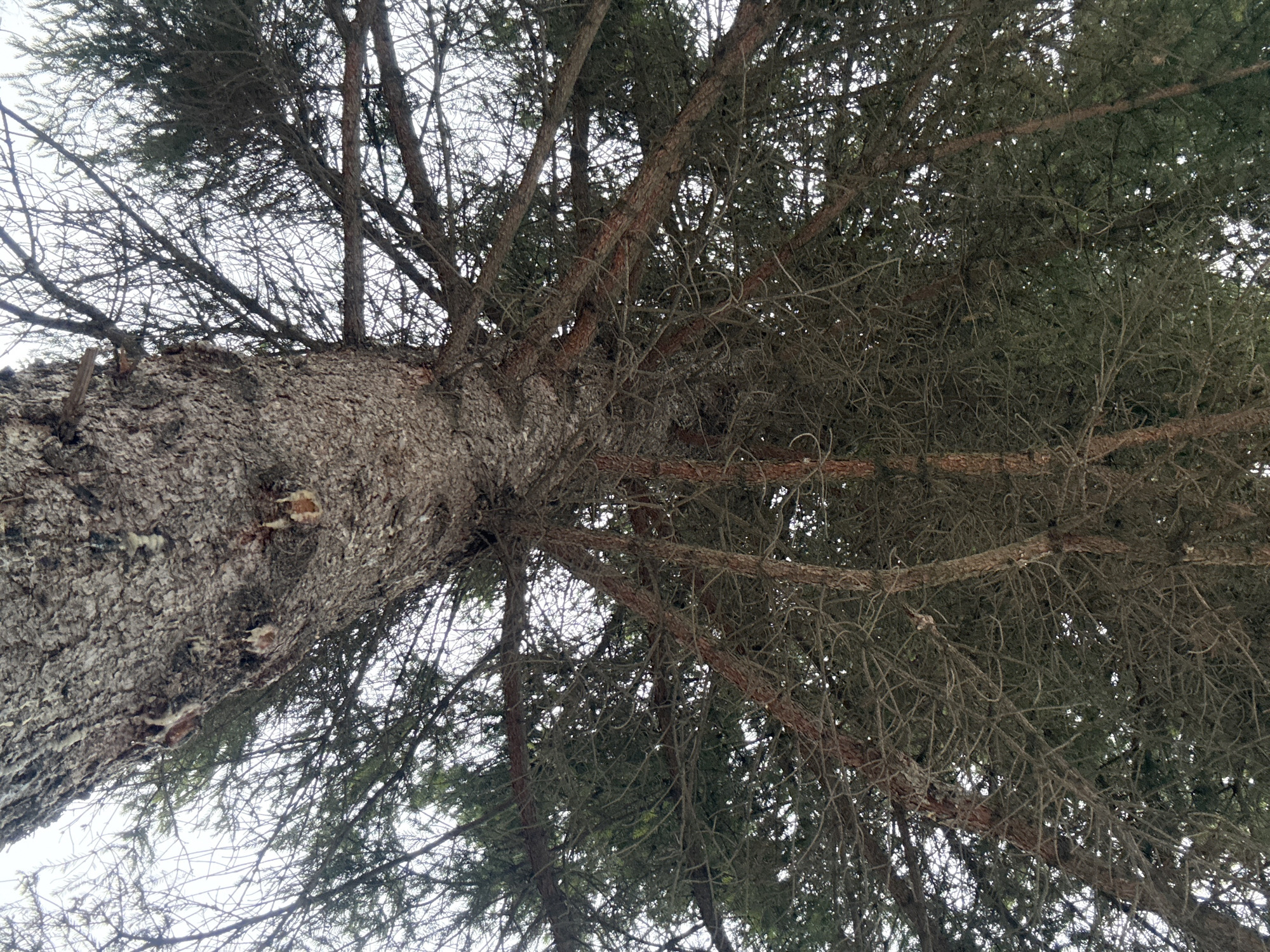 The image is a low-angle shot looking up into a pine tree. The trunk of the tree is thick and textured, with bark that is grey and rough. The branches of the tree extend outwards, creating a dense canopy of green needles. Some branches are bare. The sky is visible through the branches, and it appears to be overcast. There is no evidence of people or other objects in the image. The location, Yekaterinburg, Russia, cannot be confirmed without further information.
