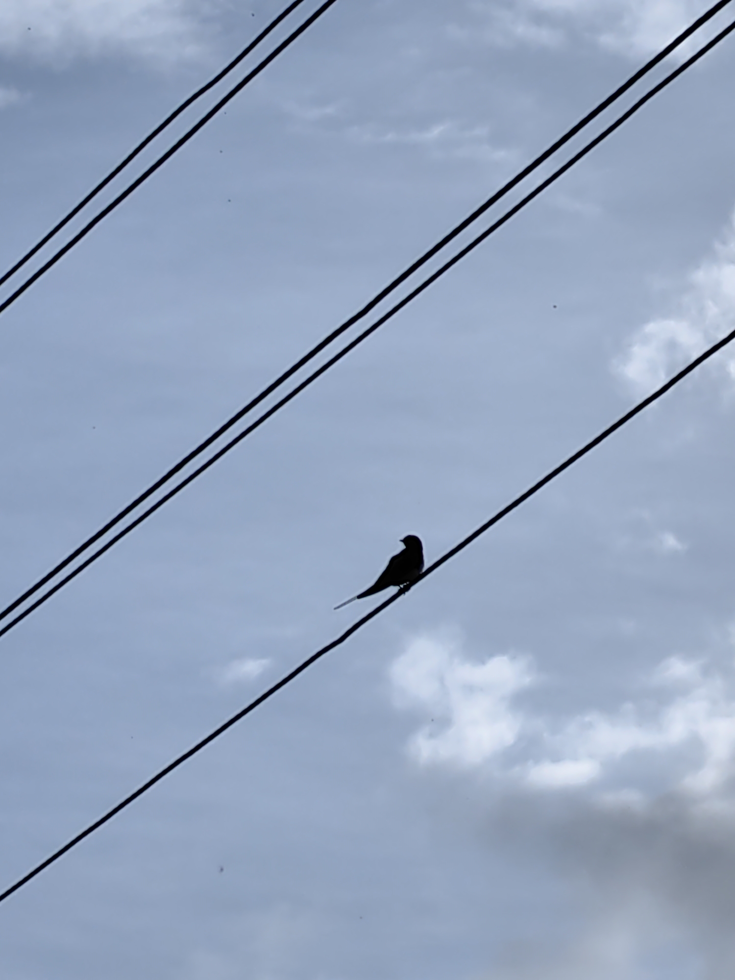A silhouette of a bird sits perched on a power line against a cloudy sky. The bird is small and dark, its form clearly defined against the lighter background. Three parallel power lines stretch diagonally across the frame, with the bird positioned on the lowest one, slightly off-center to the right. The sky is a muted blue, filled with soft, diffused clouds that suggest an overcast or late afternoon setting. There are no visible people or other objects in the frame, and the scene is devoid of any discernible text. The overall impression is one of quiet solitude and simplicity, focusing on the natural element of the bird in an urban or rural infrastructure setting. The location context indicates this scene is from Дзямідавіцкі сельскі Савет, Belarus, suggesting a rural or semi-rural environment in that region.