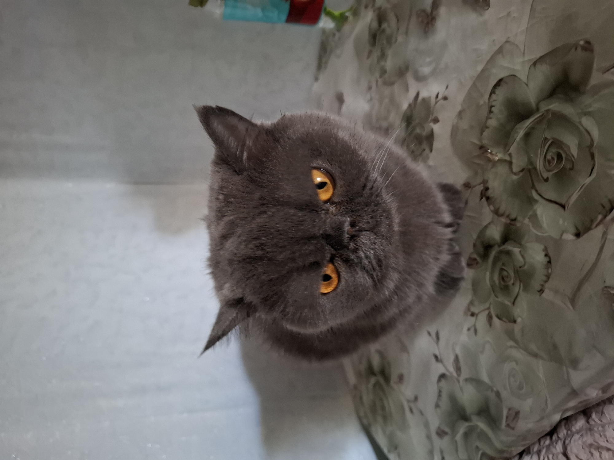 A medium shot captures a grey cat with bright orange eyes sitting on a floral-patterned surface. The cat is facing the camera directly, its expression appearing intense or perhaps even grumpy, due to the slight furrowing of its brow and the shape of its mouth. The background is a light-colored, textured wall, with a blurry object, possibly a bottle, visible on the right side. The lighting suggests an indoor setting, possibly a home. No specific location within Petropavl, Kazakhstan, can be determined from the visual information provided.