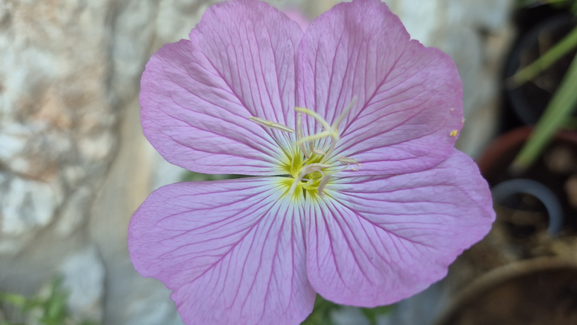 A close-up, vertical shot captures a soft pink flower with a yellow center against a blurred background of a rough, light-colored stone wall. The flower has four prominent petals, each with delicate, darker pink veins radiating from the center. The pistil and stamens are visible in the center of the flower, appearing pale yellow. The overall impression is one of natural beauty and close observation of flora. The image appears to be taken outdoors, possibly in a garden or natural setting, with hints of green foliage and dark plant pots visible in the blurred foreground. The lighting is soft, highlighting the textures and colors of the flower.