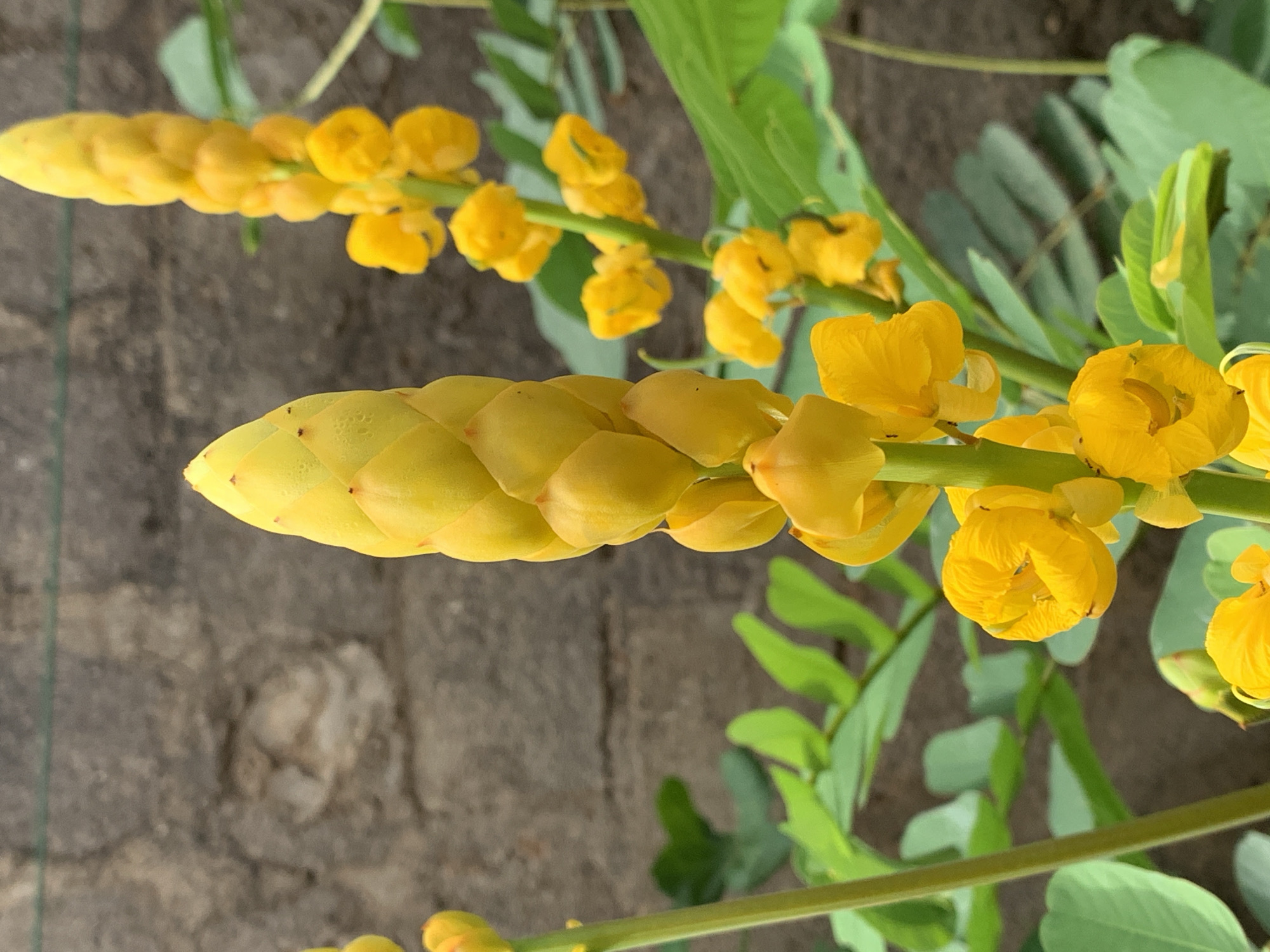The image features a close-up of a Senna alata plant, specifically the candlestick-like flower spike, with bright yellow buds and blossoms. The plant is set against a backdrop of a textured gray wall and greenery, suggesting an outdoor environment. The location is specified as Ikorodu, Nigeria, but there are no visible landmarks or people in the image to confirm this.