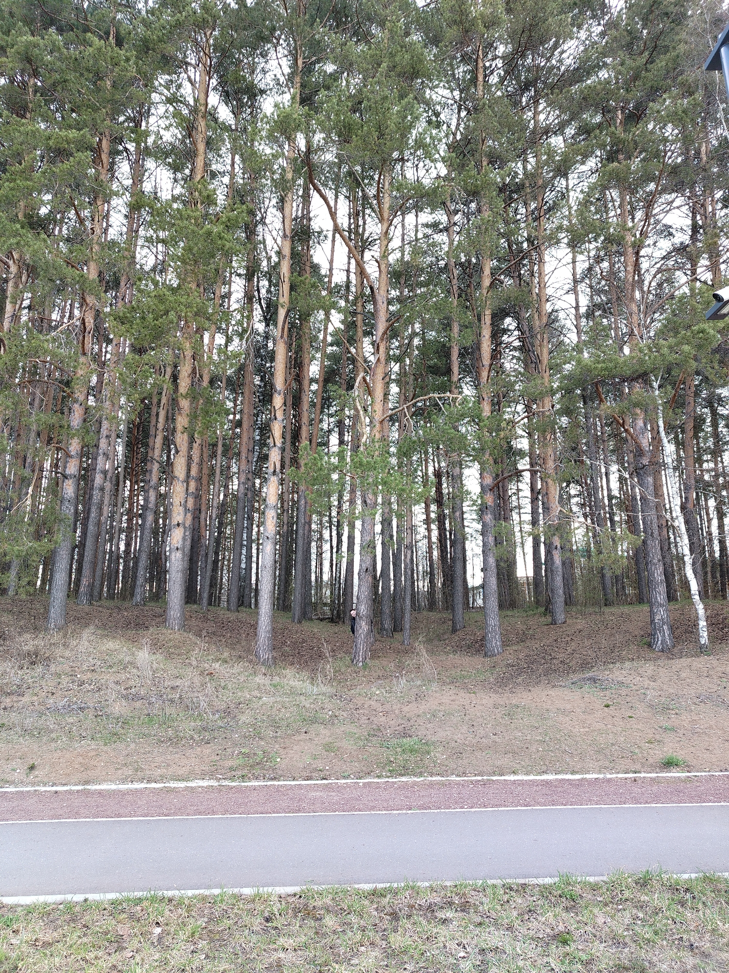 The image shows a forest with tall, slender trees densely packed together. The trees have brown trunks and green foliage at the top. The ground beneath the trees is covered with dry grass and leaves. A path with a reddish-brown border runs along the edge of the forest. The sky is overcast. A person in dark clothing is partially obscured behind a tree trunk near the center of the forest. One birch tree is present. The location is in an unknown city.
