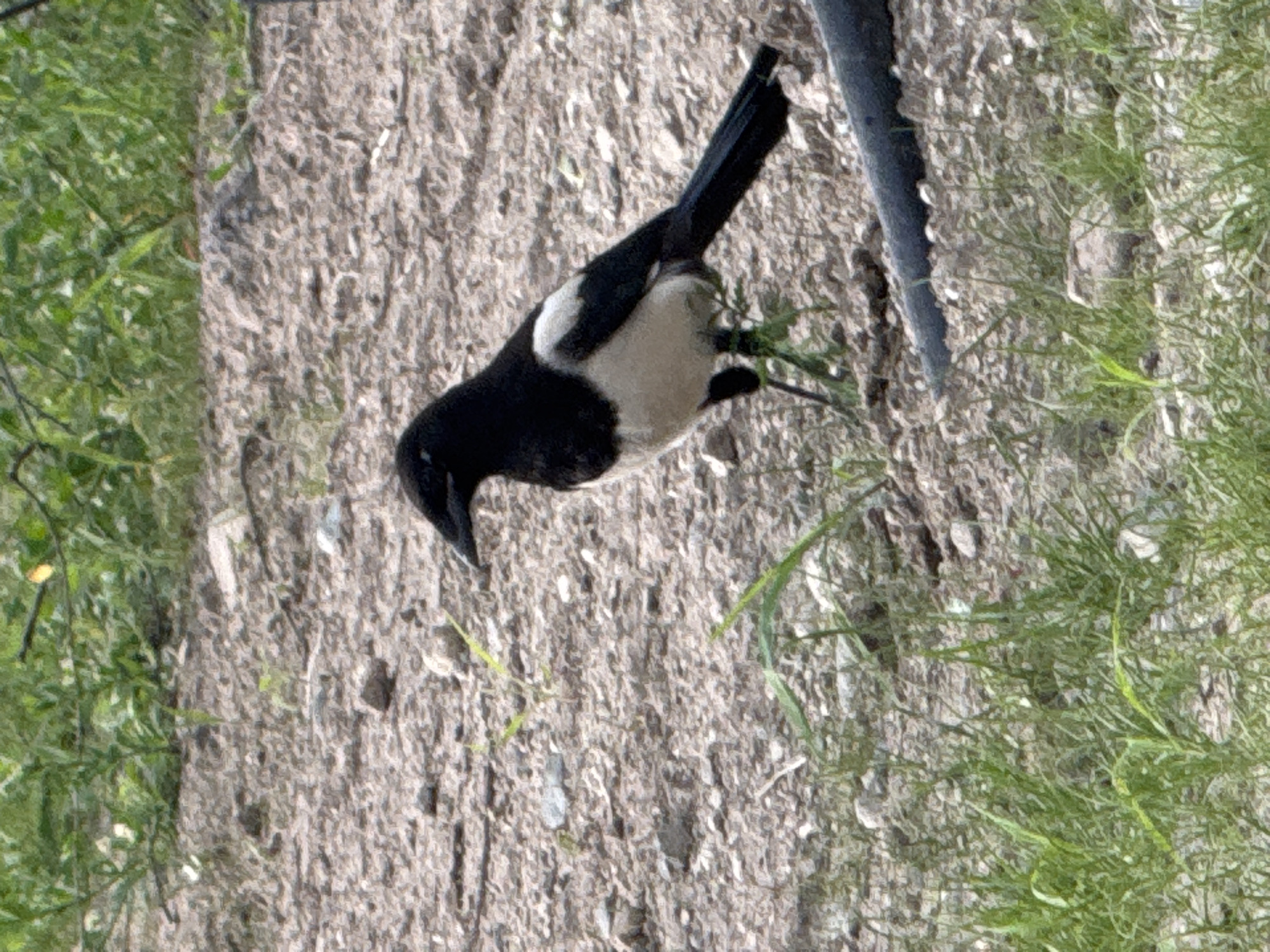 A magpie stands on a gravelly ground, with some sparse green grass in the foreground and background. The bird is predominantly black and white, with a long tail. A dark, cylindrical object, possibly a pipe or hose, runs along the bottom right of the image. The scene appears to be outdoors in a natural or semi-natural environment.