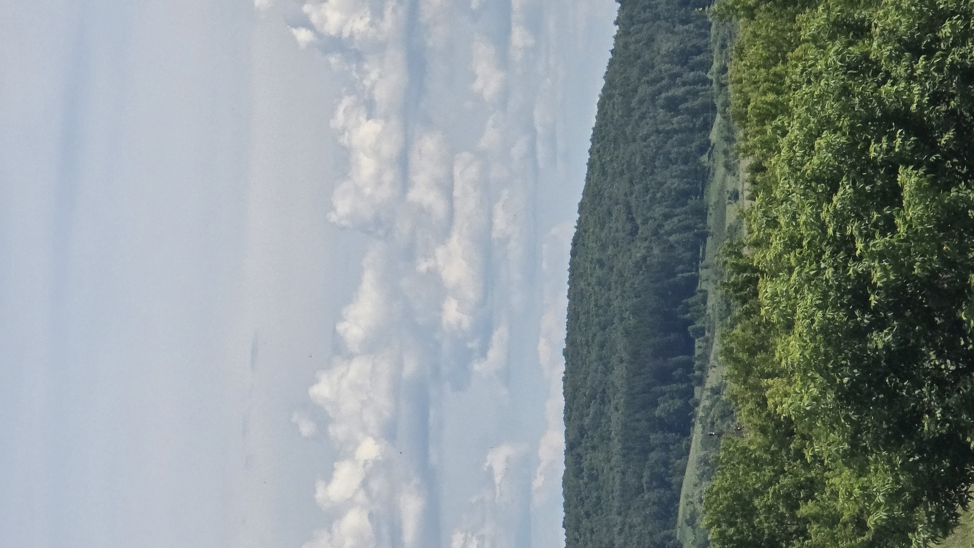 The image depicts a panoramic view of a verdant landscape under a partly cloudy sky. In the foreground, dense green trees dominate the scene, their leaves appearing lush and vibrant. Behind the trees, a rolling hill covered in a dark green forest stretches across the mid-ground. The forest appears thick and uniform, suggesting a dense woodland. In the distance, the sky is a pale blue, dotted with scattered white clouds that cast soft shadows. The overall impression is one of a natural, tranquil setting. The image does not provide any specific indicators of its location within Ekaterinovka, Russia, or any identifiable human presence or activity.