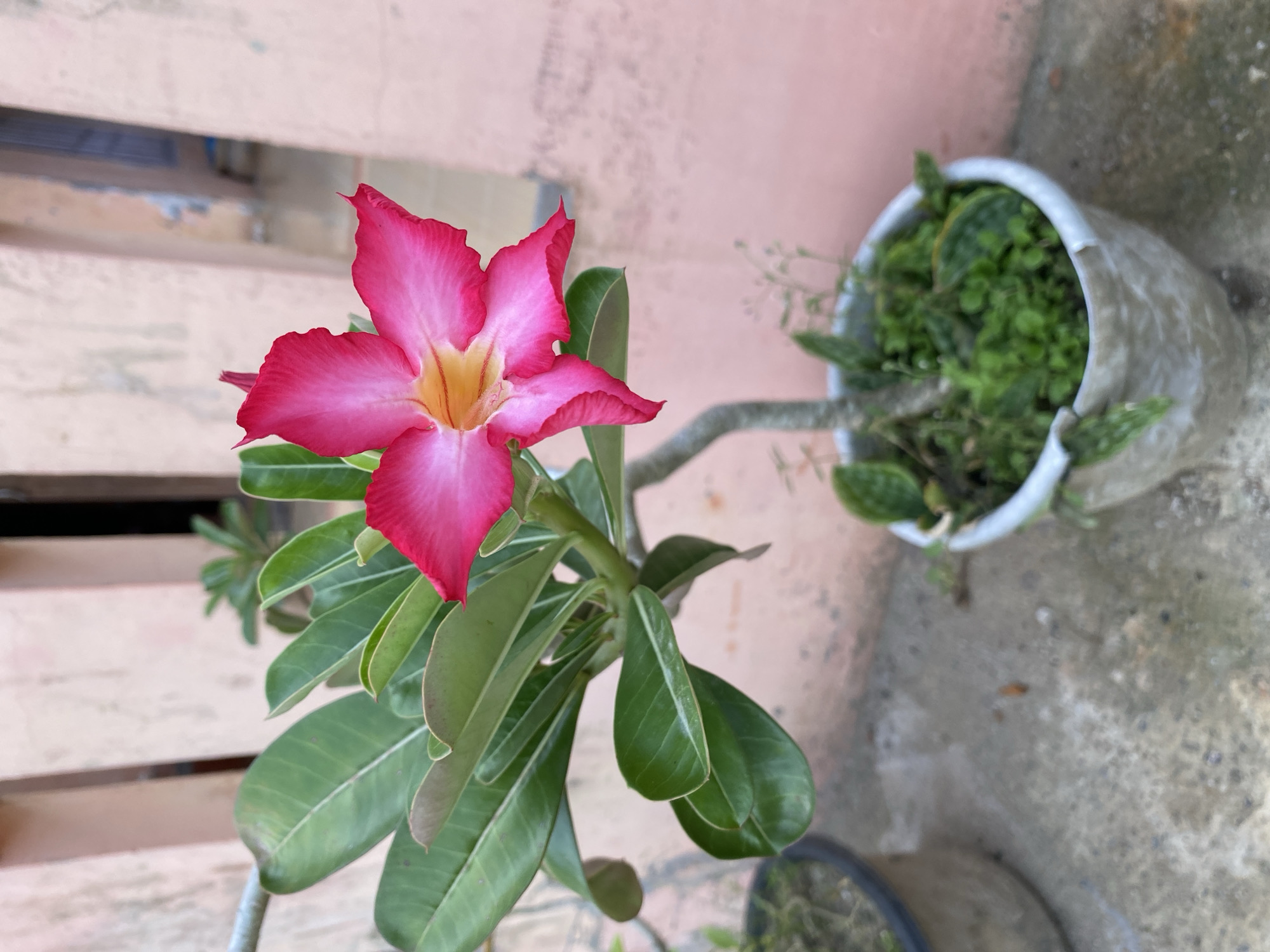 A close-up, eye-level shot captures a vibrant pink desert rose (Adenium obesum) flower in the foreground, standing out against a textured background. The single prominent flower features five petals that are a rich, deep pink at their ruffled edges, gradually lightening to a pale pink or white towards the center, which then transitions into a bright yellow throat. The flower is supported by a thick stem adorned with numerous glossy, dark green oval leaves.
The plant appears to be growing in a pot, though the specific pot it occupies is mostly obscured by its foliage. In the mid-ground to the right, a light grey or white pot holds a cluster of small green plants, possibly moss or succulents. The background consists of a light reddish-beige or pinkish-orange textured wall, suggesting an outdoor setting like a garden or patio. Below the plants, a light grey concrete surface is visible. Faint horizontal elements, possibly wooden slats, can be seen in the upper left portion of the background. The lighting indicates it is daytime, with soft illumination on the flower and surrounding plants. There is no visible text in the image.