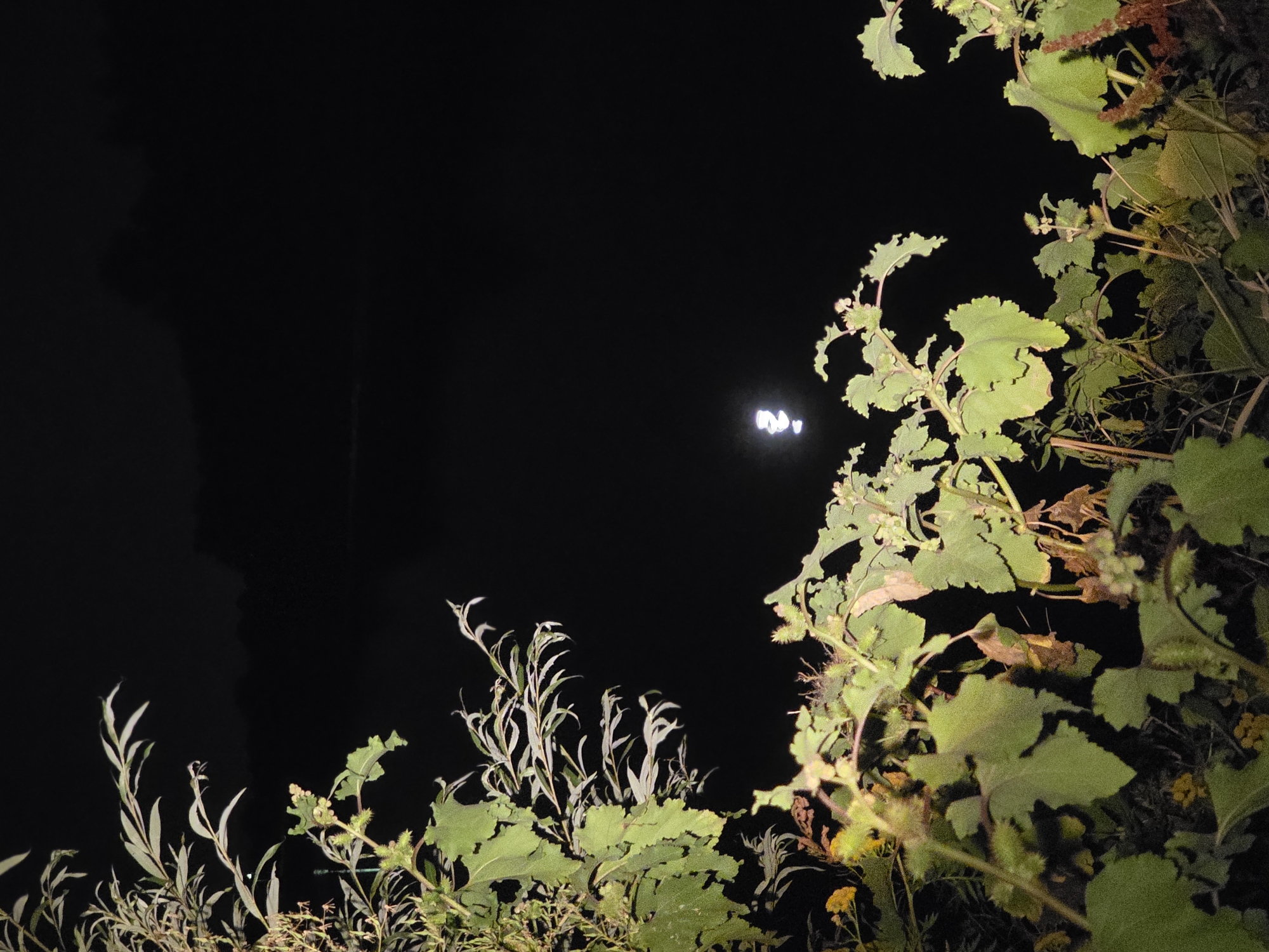 The image shows a nighttime scene with a dark, largely black background that appears to be water. In the upper center of the image, a small, bright, blurry reflection of the moon is visible on the water. In the foreground, lush green foliage from several plants dominates the lower portion of the frame, with some brown, dried leaves and small yellow flowers also present. The plants appear to be growing near the water's edge. There are no people or specific man-made structures visible. The image does not provide any contextual clues to pinpoint a specific location within Lanaken, Belgium.
