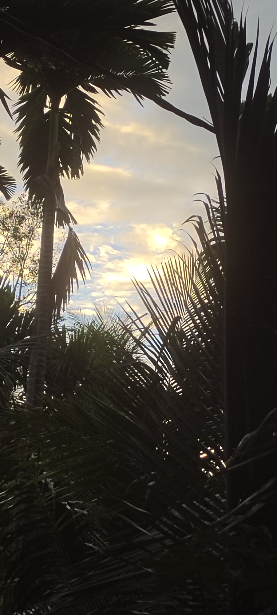 The image, likely taken in Meunasahalue, Indonesia, features lush, tropical vegetation with palm trees dominating the foreground and background. The sun is visible through the clouds, creating a bright, hazy sky. The scene is serene, with no visible human activity or structures. The dense foliage creates a sense of depth and envelopment.