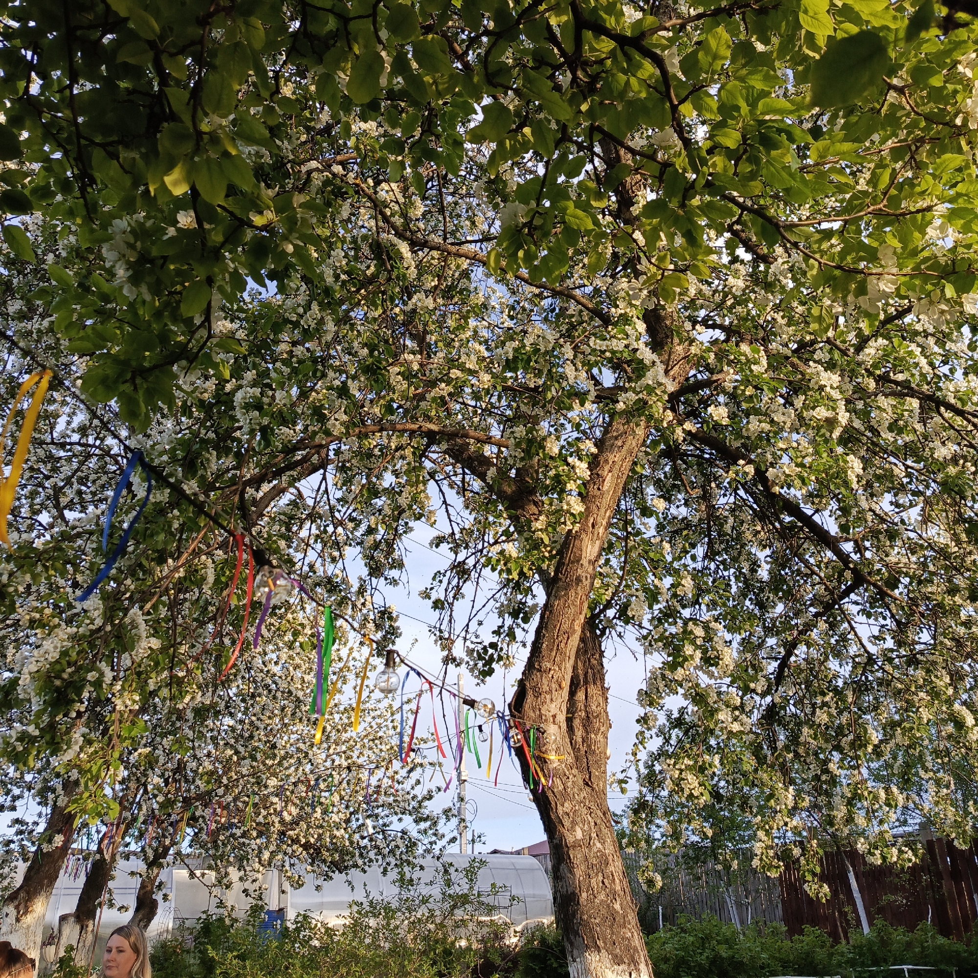 The image shows a sunny outdoor scene with flowering trees. Ribbons are hanging from the branches of the trees. A string of lights is strung between the trees. In the background, a greenhouse is visible, as is a fence. At the bottom left, a small portion of a person is visible. While I cannot definitively confirm the exact location as Chaikovsky, Russia, based solely on this image, the presence of typical elements, such as the greenhouse, the fences and the vegetation, are not inconsistent with the environment of Chaikovsky.