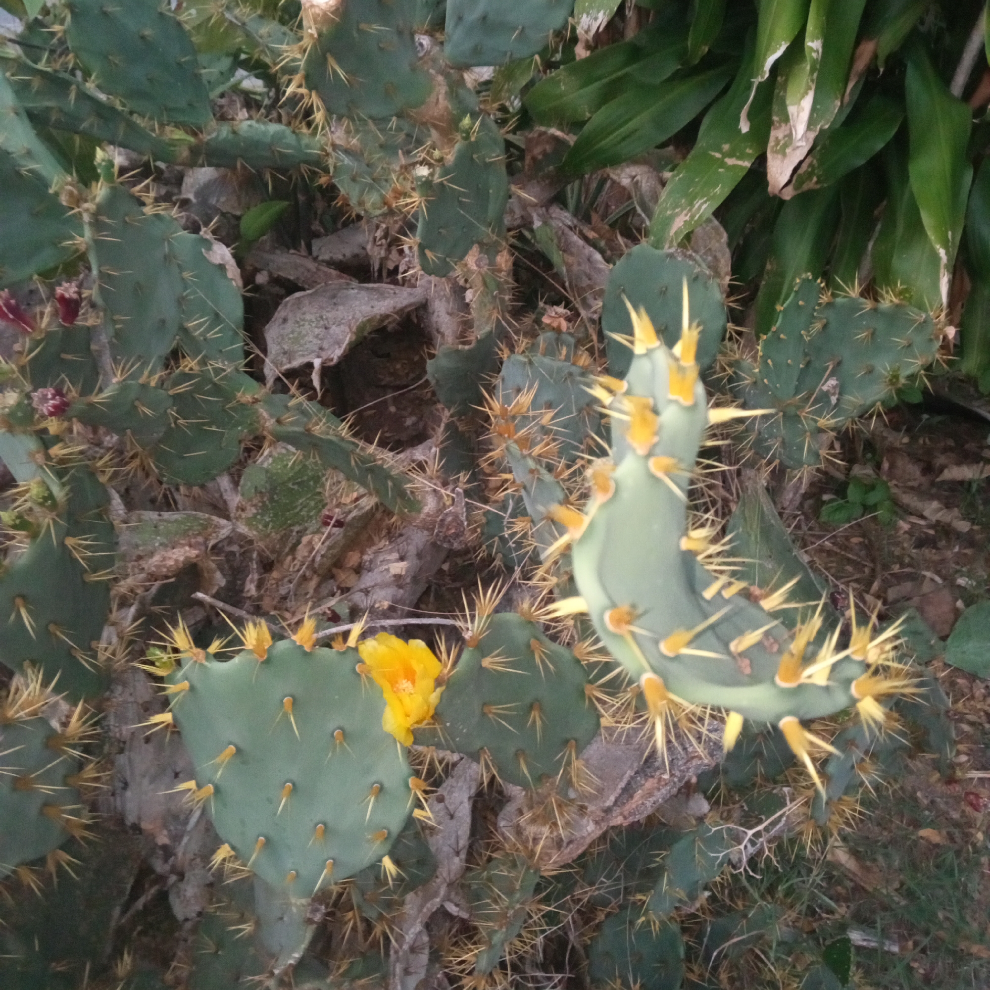 The image features a dense cluster of prickly pear cacti. The cacti are green with yellow spines. One cactus pad has a bright yellow flower. The background includes other vegetation and dry leaves. The location is El Limón, Venezuela.
