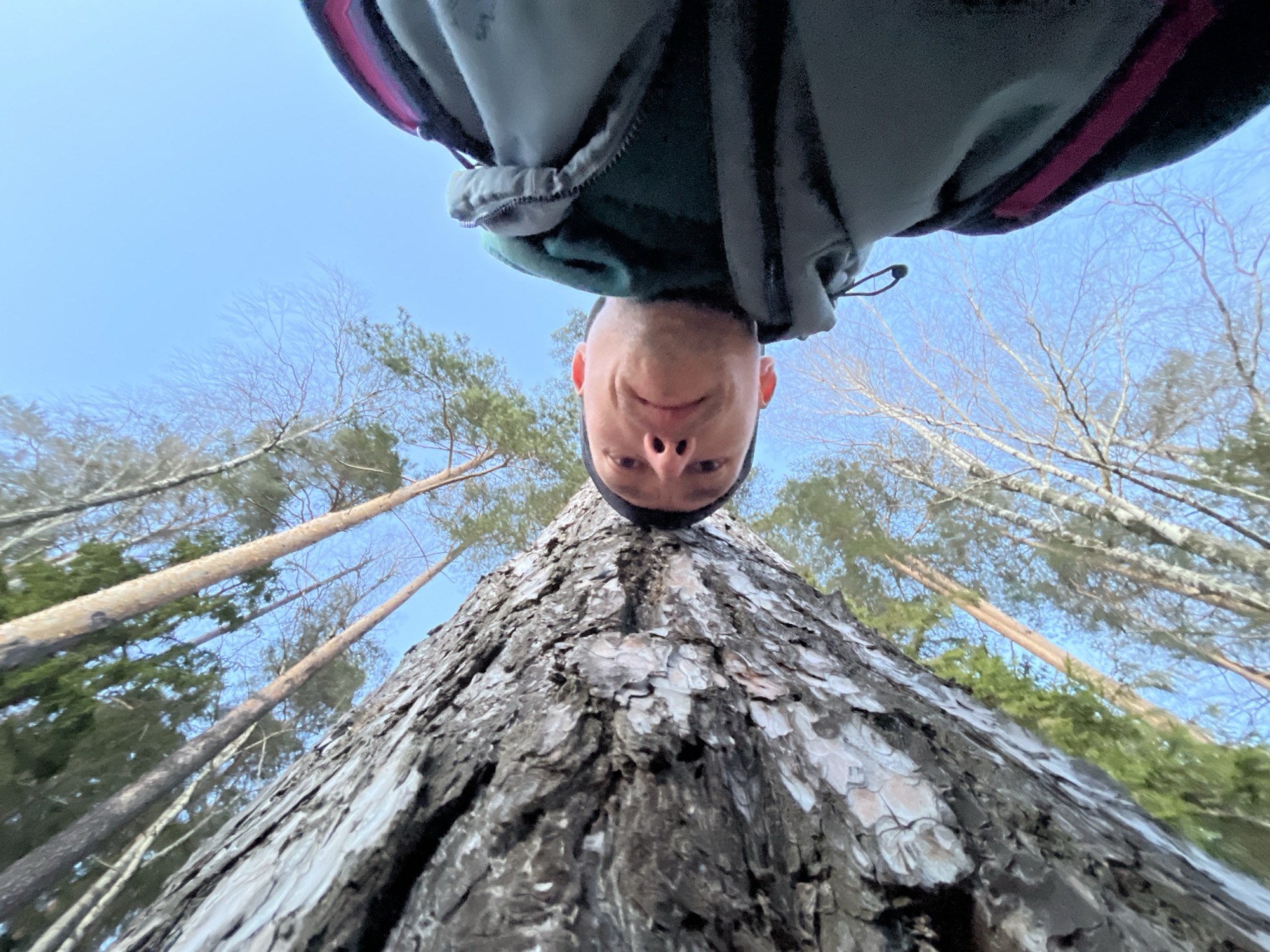 An unconventional low-angle photograph captures a unique perspective looking straight up a tall tree trunk into a clear blue sky. Dominating the top center of the frame is the inverted face of a person, peering directly down towards the camera with a slight, playful smile. The person wears a dark jacket with a prominent pink stripe visible on the hood.
The camera is positioned at the base of a large tree, whose deeply textured, rugged bark fills the foreground and central vertical axis of the image, leading the eye upwards. Beyond this main trunk, other tall trees, including both green conifers and bare deciduous trees (suggesting late winter or early spring), frame the scene against a bright, cloudless blue sky. The clear sunlight indicates it is daytime with fine weather. The unique composition creates the impression of the person looking down into a hole or directly over the camera from above. No visible text is present. The setting is a forest in Chaikovsky, Russia.
