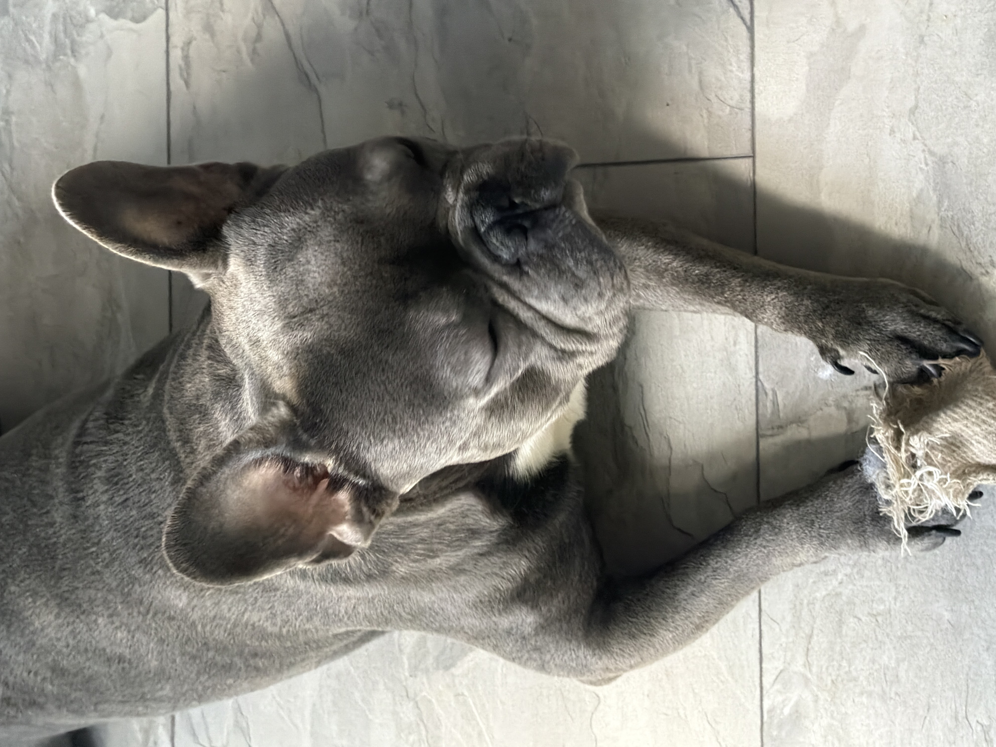 A grey French bulldog is lying down on a tiled floor. The dog is positioned diagonally in the frame, facing to the right, with its head resting near its paws. It appears to be relaxed, with its eyes partially closed. The dog has a white patch on its chest. One of its front paws is resting on a frayed, beige chew toy. The floor is made of light-colored, rectangular tiles with a subtle pattern. The lighting suggests it is daytime, with shadows cast on the floor. The scene is indoor. The location in the city of Ruse, Bulgaria, is unknown.