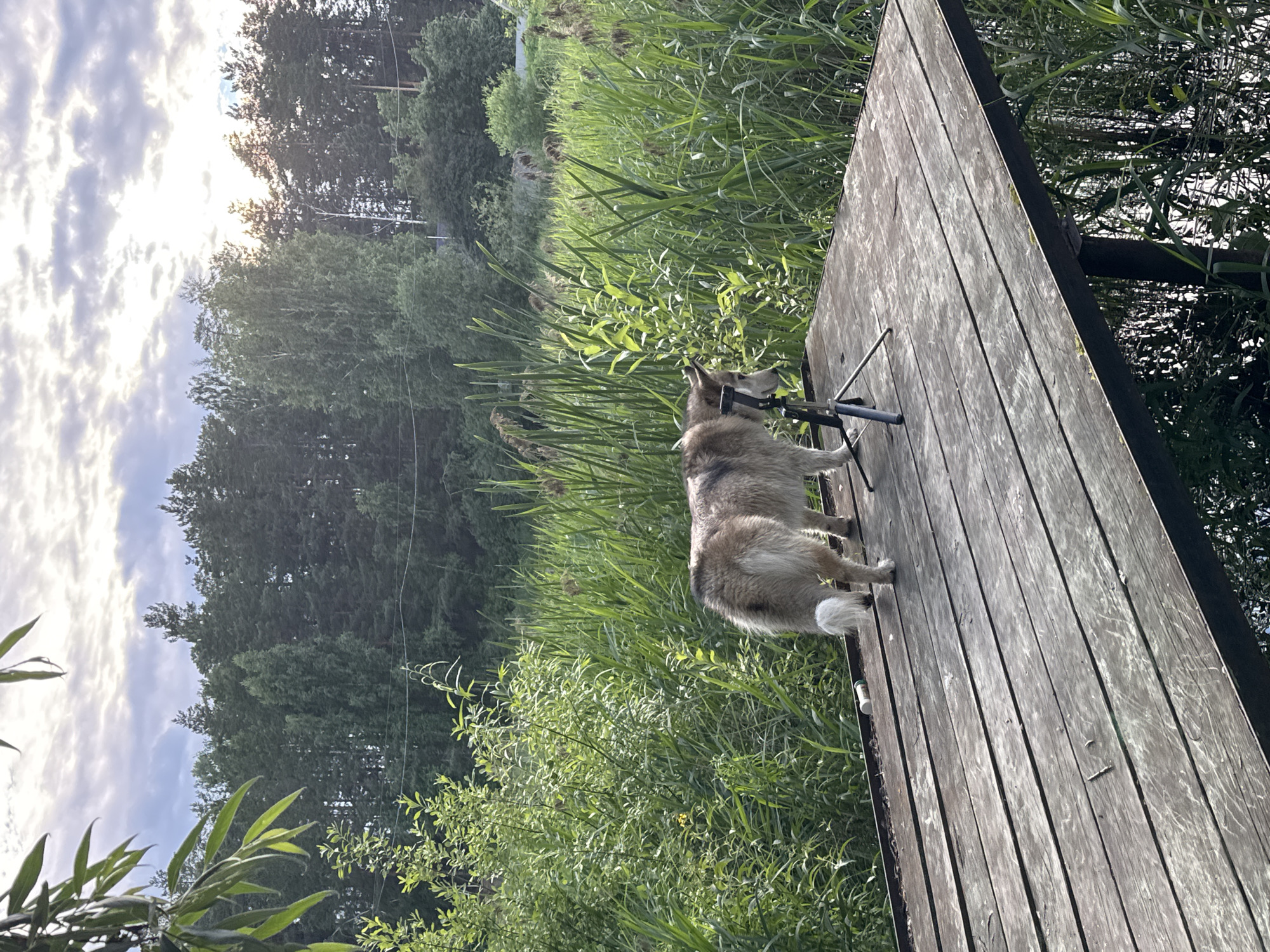 The image shows a wooden pier on the edge of a body of water, likely in Noviy, Russia. A medium-sized dog with light brown and grey fur stands on the pier, facing away from the camera. Beside the dog is a small tripod. The pier is made of weathered wooden planks and extends into an area of tall green reeds and other vegetation. In the background, a dense forest borders the reeds, and a cloudy sky with patches of sunlight overhead suggests either early morning or late afternoon.