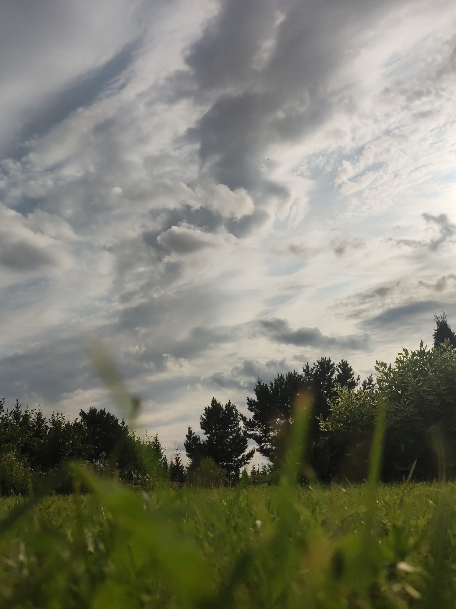 This is a low-angle shot of a grassy field with trees in the background. The sky is filled with dramatic, textured clouds in shades of gray and white. A few small dark specks, possibly birds, are visible in the sky. The foreground is dominated by out-of-focus green grass blades. The trees behind the grass appear to be a mix of coniferous and deciduous types. The lighting suggests it is daytime, possibly late afternoon or early evening, with some sunlight breaking through the clouds. The location is identified as Foki, Russia.