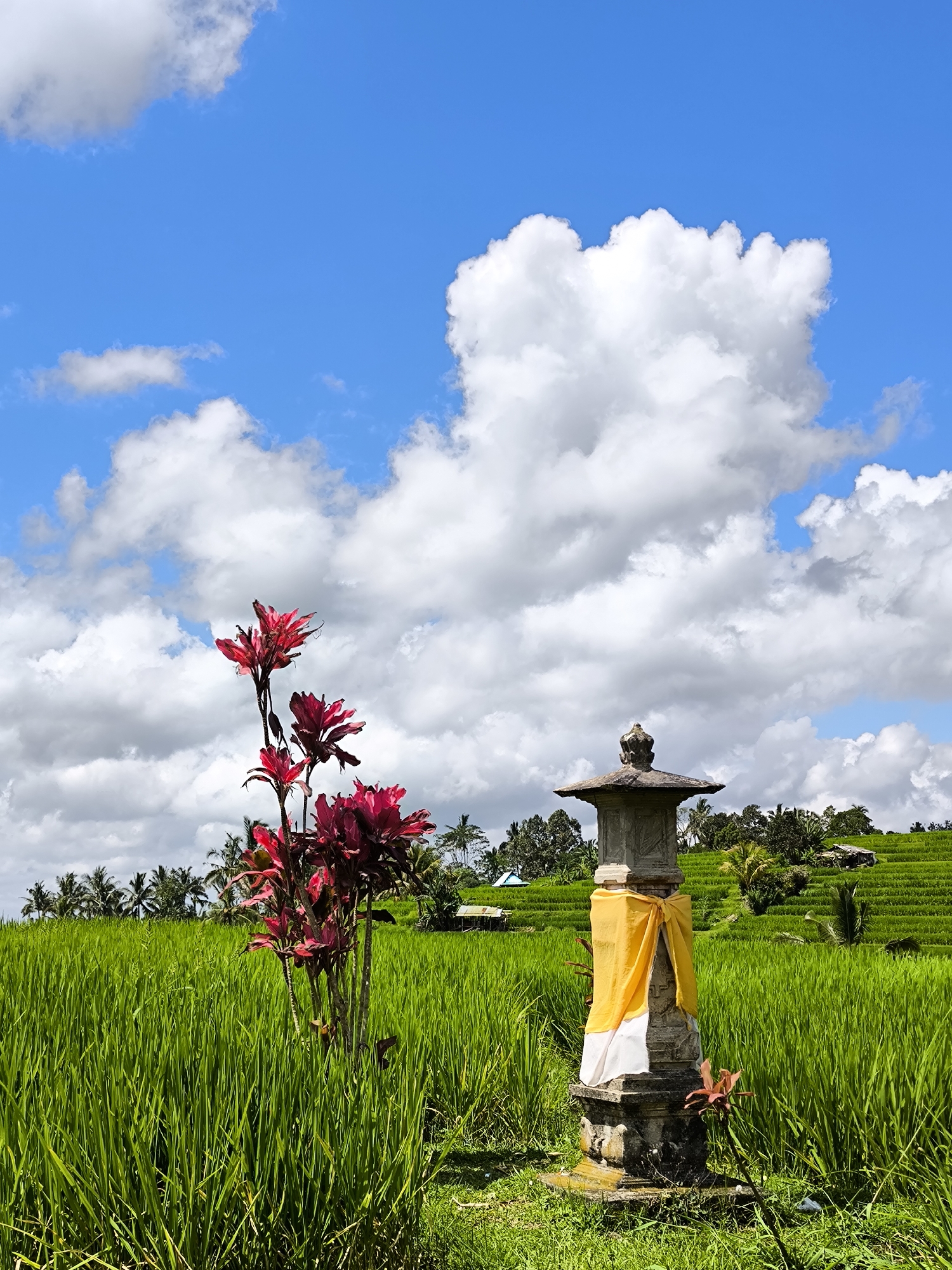 The image captures a vibrant scene in an Indonesian rice paddy. A stone pillar, draped with a yellow and white cloth, stands to the right of center. To the left, a red-leaved plant adds a splash of color. The backdrop is a lush, green rice field, terraced into the landscape. In the distance, trees and structures are visible, under a partly cloudy blue sky. The location is likely in a rural area of Indonesia.