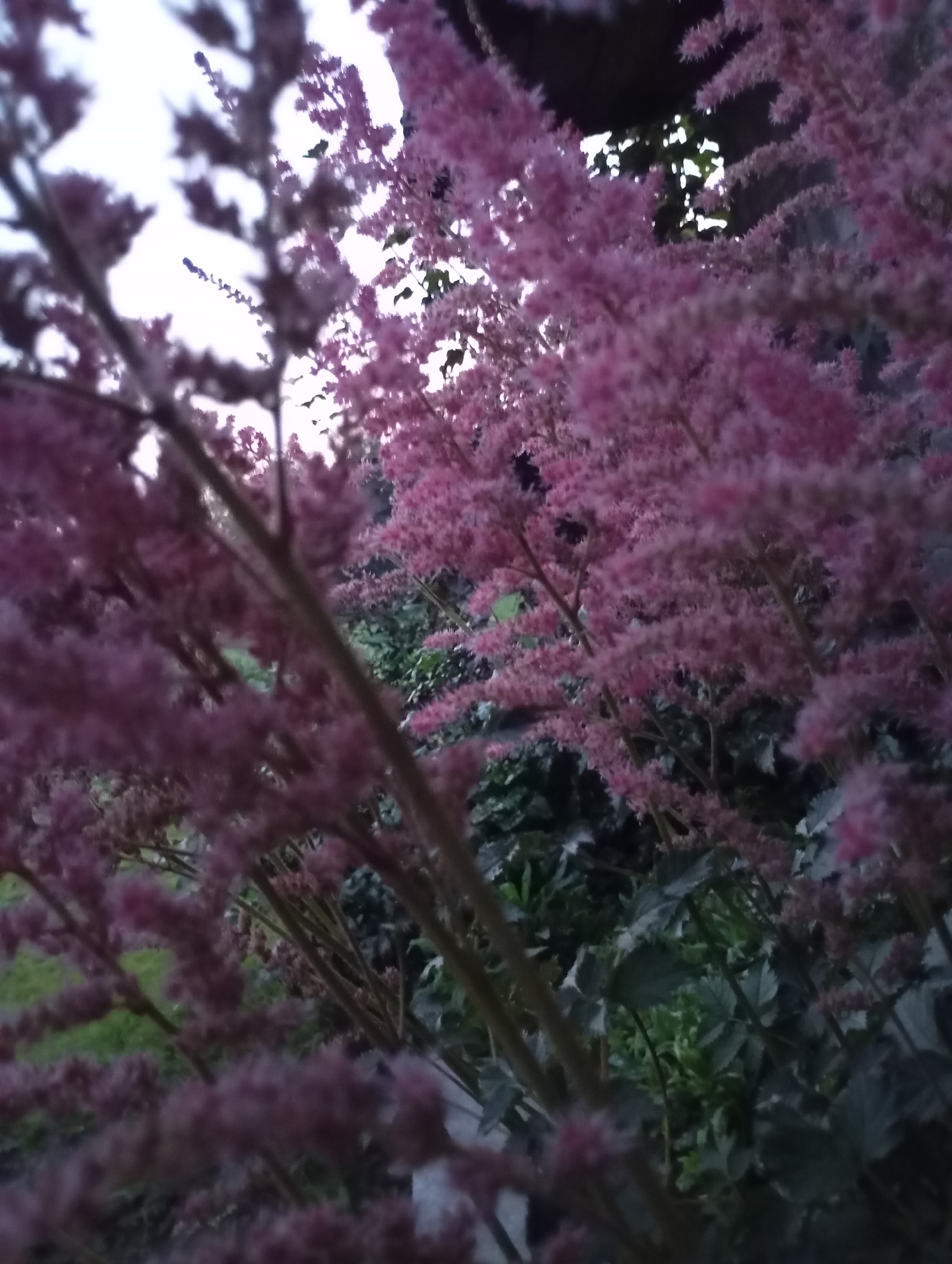 The image shows a close-up view of pink astilbe flowers against a blurred background. The flowers are delicate and feathery, clustered on tall stems. The lighting suggests it might be early morning or late evening. The location is identified as Fokino, Russia, but no specific landmarks or environmental details within the city are visible in the image itself, only the flowers and foliage. The perspective is from ground level, looking up at the flowers.