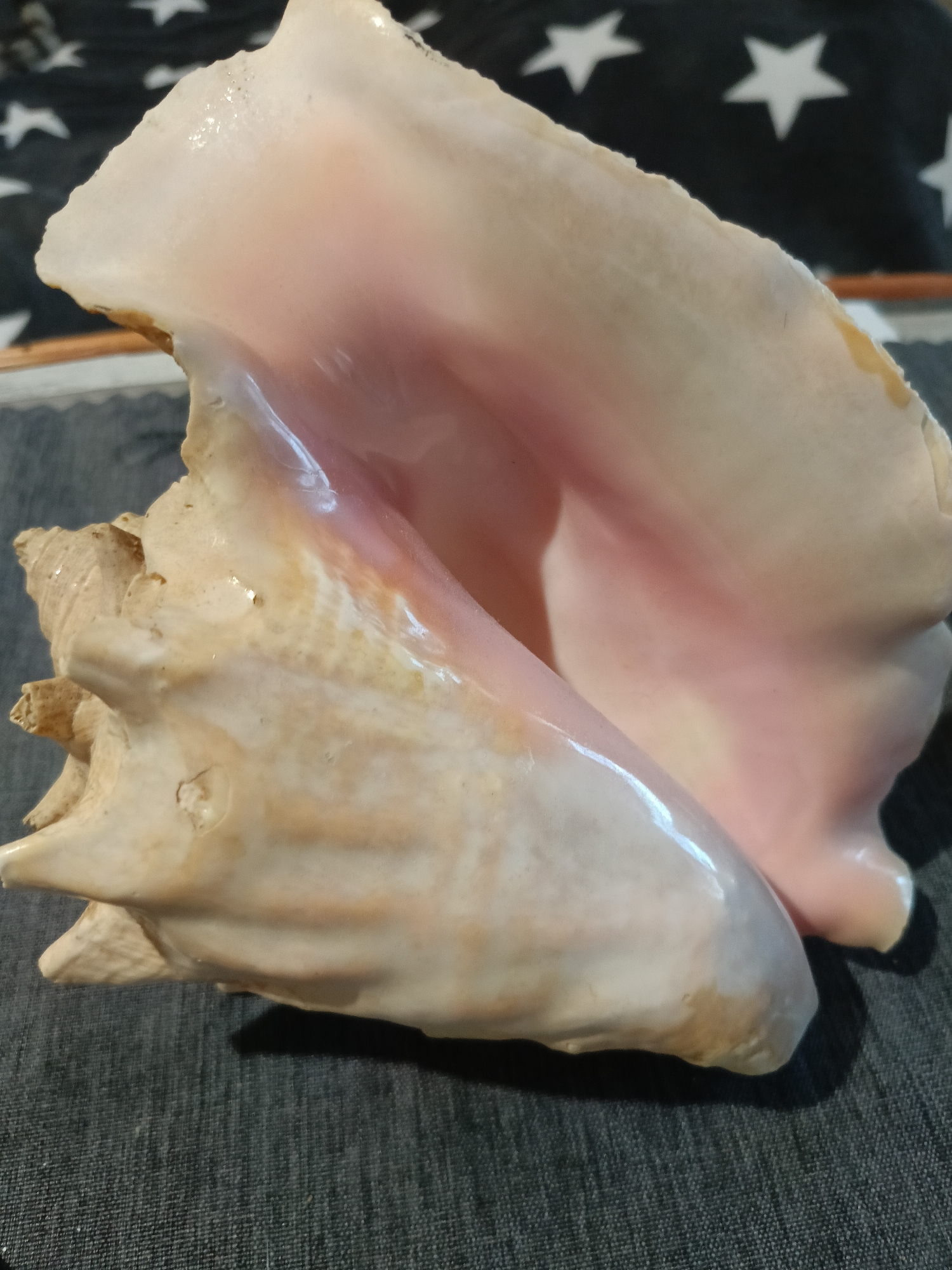 A close-up, overhead shot shows a large, intact conch shell resting on a dark grey textured surface. The shell is predominantly pale pink and cream-colored, with a glossy interior and a rougher, matte exterior. It has a spiral shape with distinct ridges and a sharp pointed apex on the left side. The shell is positioned diagonally across the frame, with its opening facing towards the viewer and slightly to the right. The background is out of focus and features a black fabric with white stars. There are no people or other objects visible in the image. The scene appears to be indoors, possibly on a table or shelf. There is no information to suggest the location is in Varna, Bulgaria.