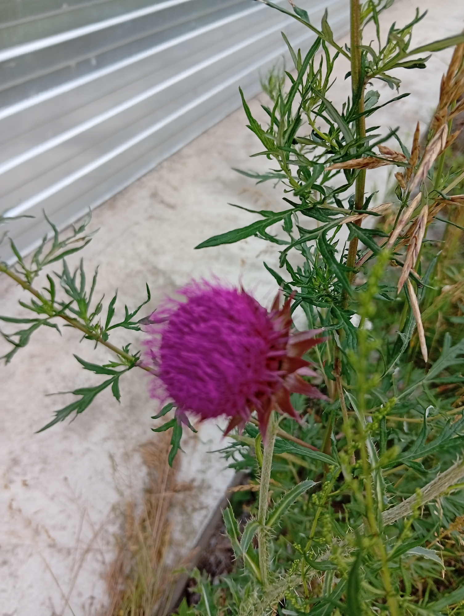 A close-up, vertical, outdoor shot features a blurry purple thistle flower in the foreground on the left, with green leaves and stems surrounding it. In the background, a grey, corrugated metal fence runs horizontally, and a concrete surface is visible. The scene appears to be in Minusinsk, Russia.