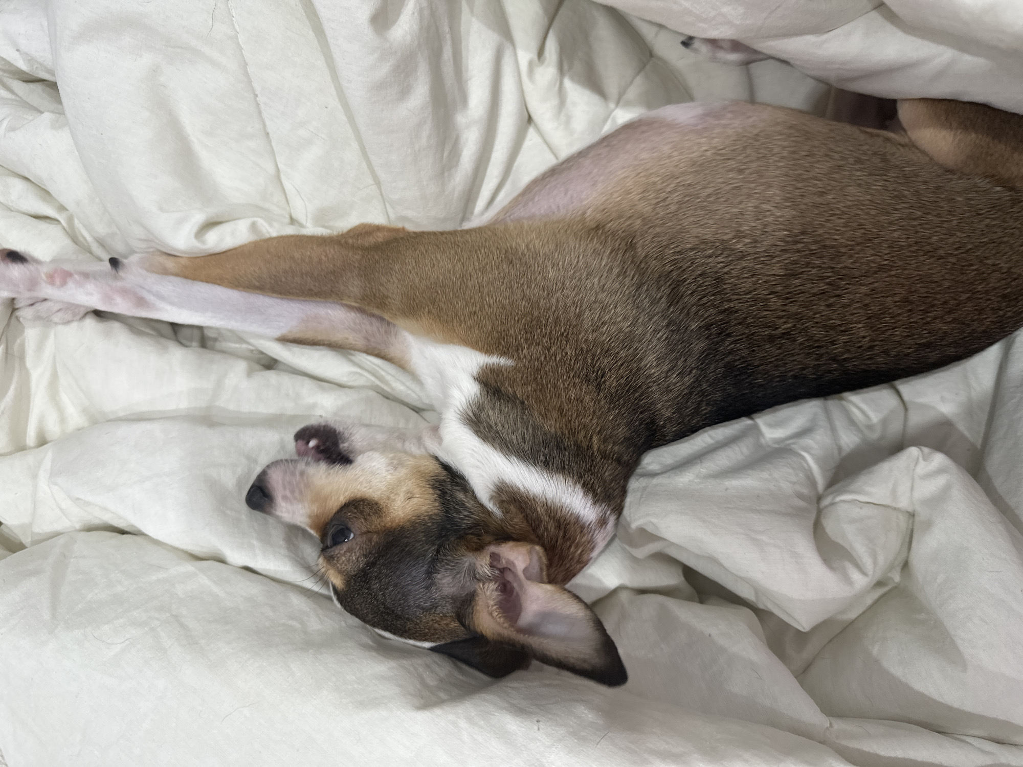 A brown and white dog is lying on a white comforter. The dog is on its back with its legs in the air. The dog's mouth is open, and it appears to be panting or yawning. The comforter is wrinkled and bunched up. There is no visible indication of the location in the city of Mirny, Russia.