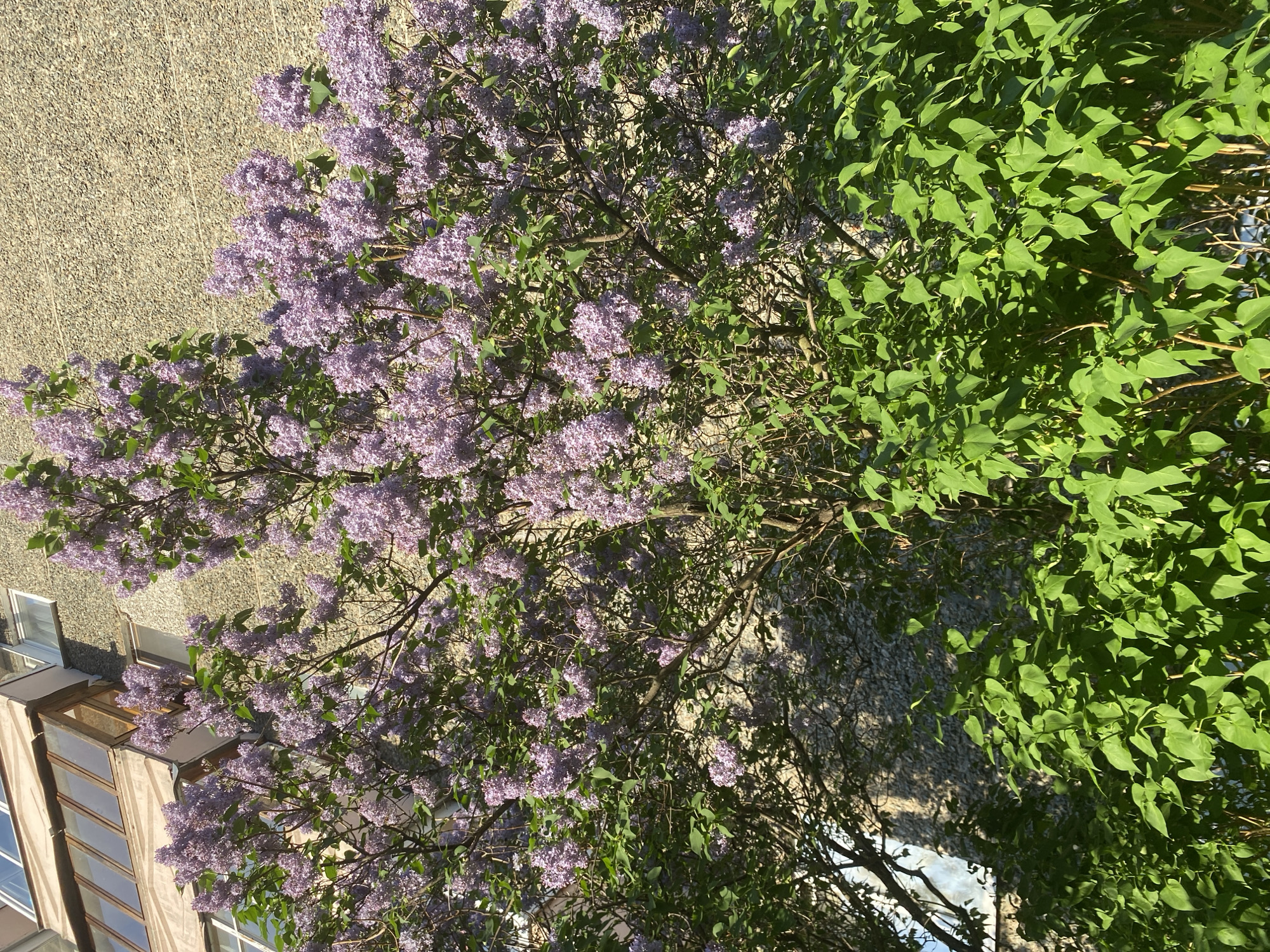 The image shows a building exterior with a flowering lilac bush in the foreground. The building appears to be made of concrete or a similar material. The lilac bush is blooming with light purple flowers. The location appears to be in an urban area with trees and buildings. Without additional information, it is impossible to confirm the specific location within Votkinsk, Russia, or to provide further forensic details.