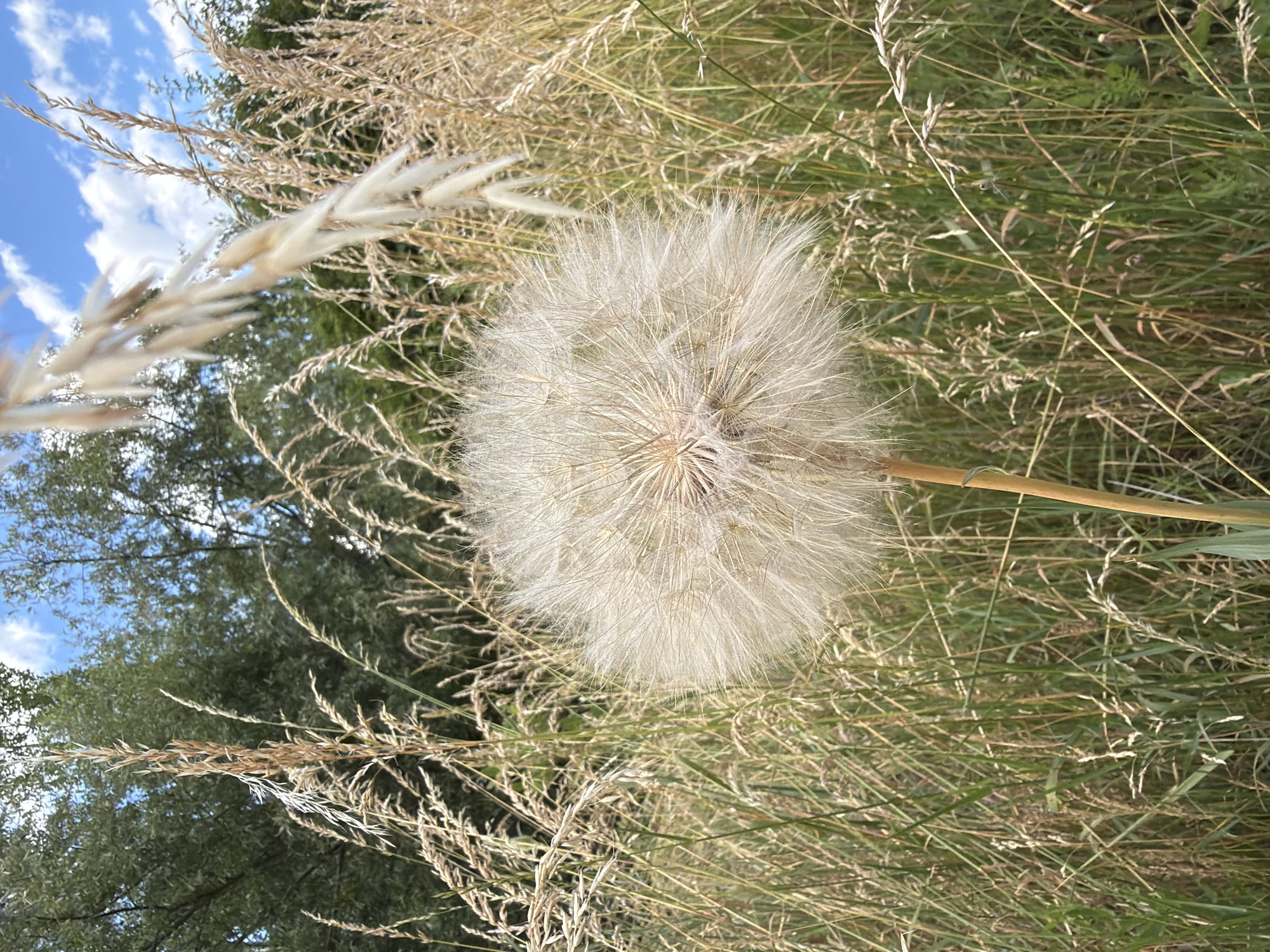 The image displays a close-up, slightly tilted view of a large, fluffy dandelion seed head amidst tall, dry grasses. The seed head is predominantly white and appears fully bloomed, ready to disperse its seeds. The surrounding vegetation is a mix of dry, golden-hued grasses and some greener stalks, suggesting a late summer or early autumn setting. In the upper left corner, a patch of blue sky with scattered white clouds is visible, peeking through the foliage. Behind the grasses, blurred green trees form a backdrop, and a hint of dappled sunlight suggests it is daytime. The overall impression is one of nature, stillness, and the delicate beauty of the plant's life cycle. There is no visible text. The scene is likely outdoors in a natural or uncultivated area.