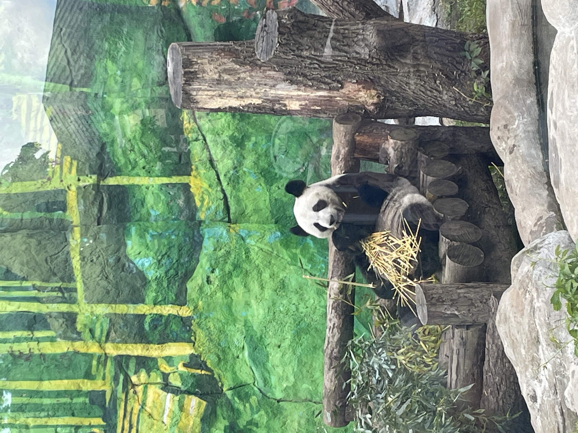 The image shows a panda sitting on a wooden structure eating. The panda is black and white. The structure appears to be a climbing frame built of logs. The background has a green and yellow design on a wall. There are some leaves at the bottom of the image. This image was captured at the Moscow Zoo, Russia.