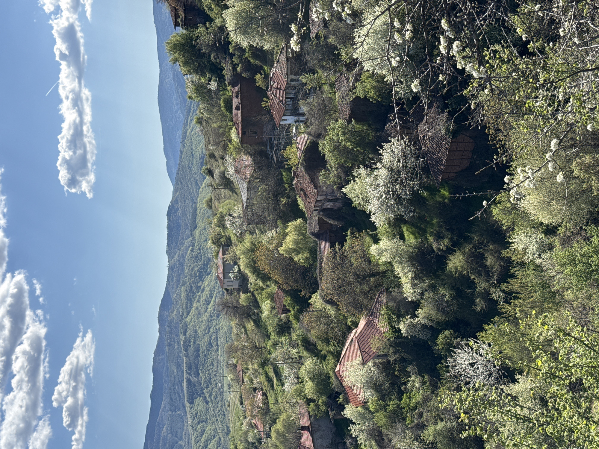 The image depicts a view of Tsarvishte, Bulgaria. Houses with red tiled roofs are nestled amongst dense green trees and flowering white blossom trees. A mountain range stretches in the background. The sky is blue with elongated, vertical white clouds. The image orientation is sideways.