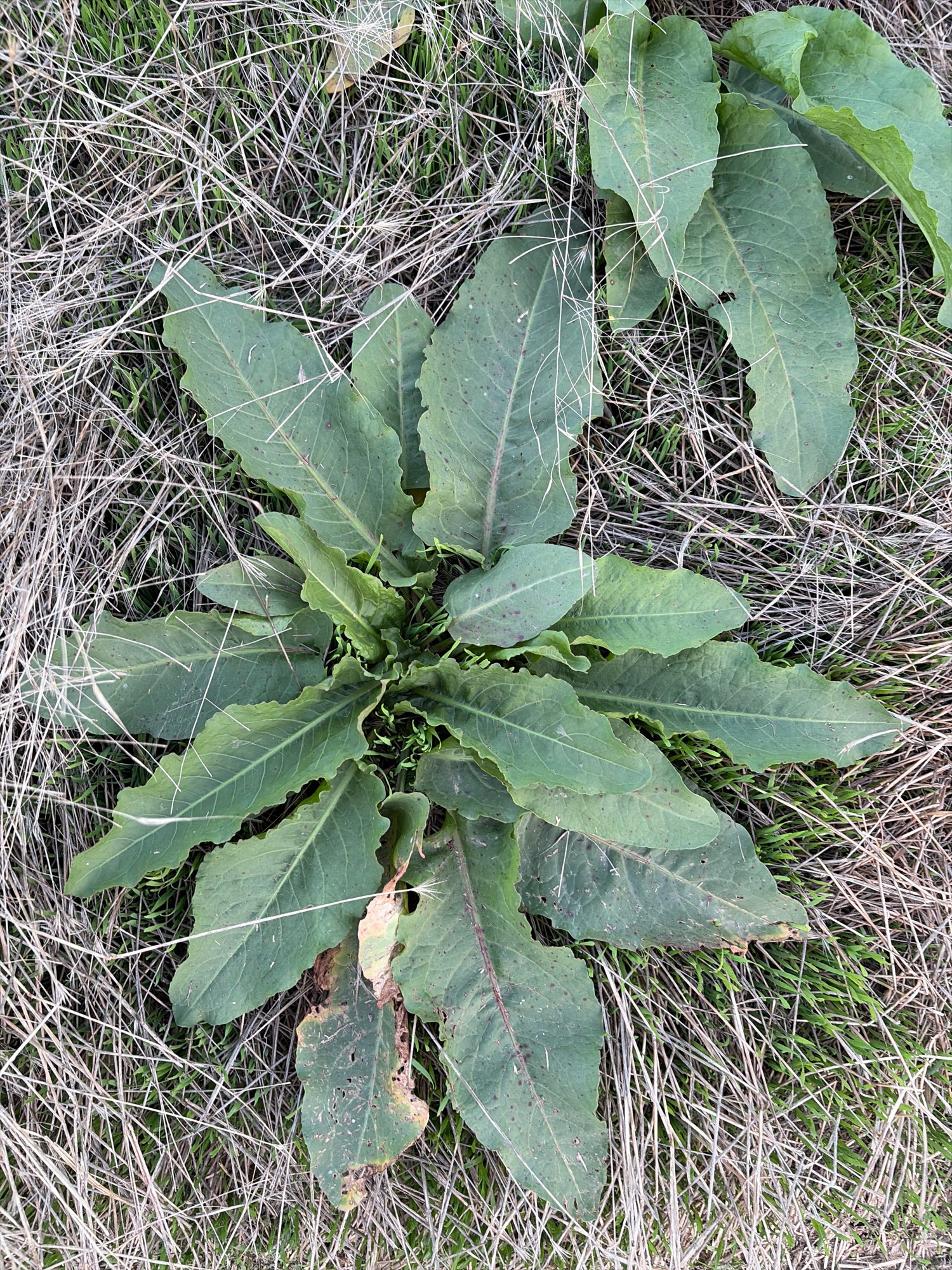 A close-up, top-down view captures a clump of broad, green, somewhat wilted leaves growing in a patch of dry, light brown grass and green shoots. The leaves are oval-shaped with wavy edges and prominent veins. Some of the leaves have brown spots and small holes. The dry grass appears to be matted and partially covers the green shoots. The scene is set in a natural outdoor environment. No people or man-made objects are visible. The location is identified as Oxentea, Moldova.