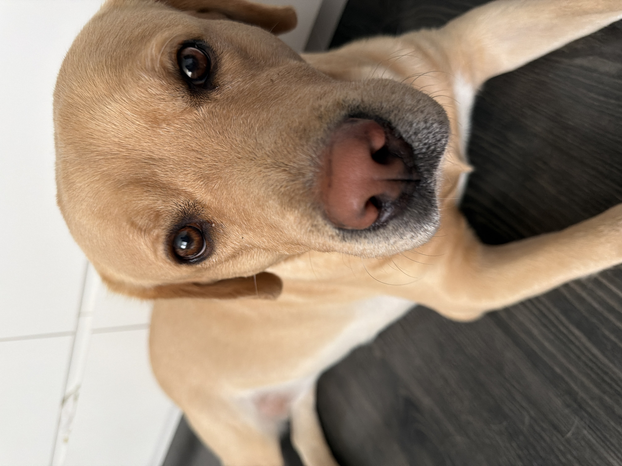 A close-up shot of a light brown Labrador Retriever lying on a dark wooden floor. The dog's head is tilted slightly towards the camera, and its eyes are looking directly at the viewer. The background shows a white tiled wall. The lighting is bright and natural, highlighting the dog's fur and facial features.