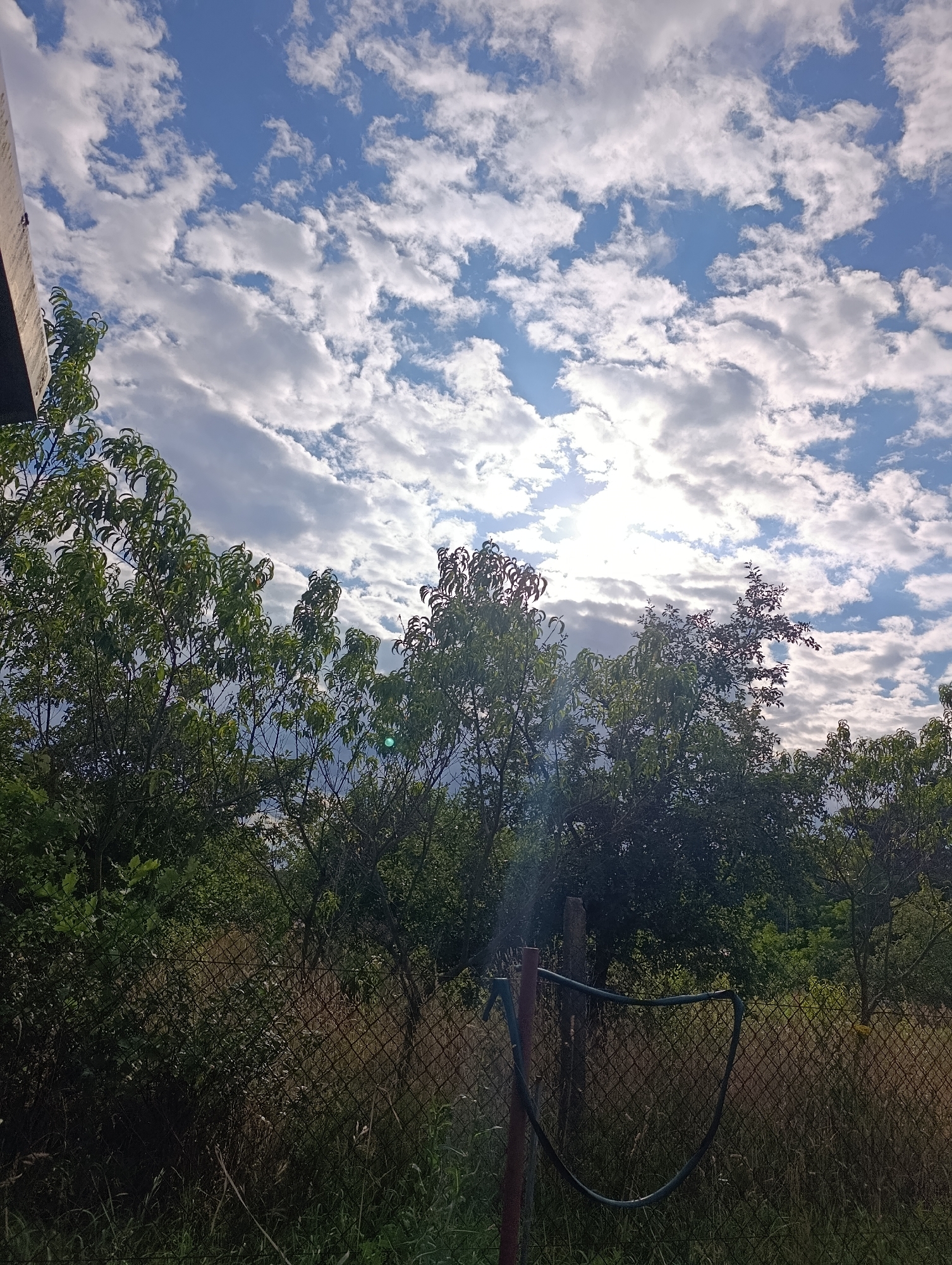 The image shows a view looking up towards a sky filled with scattered white clouds against a bright blue background. The sun is partially obscured by clouds, creating a bright glow. In the foreground, the tops of several leafy green trees are visible. Below the trees, a chain-link fence runs across the middle ground, with dry grass and vegetation visible behind it. A red metal post with a black hose looped around it is partially visible in the lower right quadrant of the image. The scene appears to be an outdoor setting, possibly a backyard or a park, in a suburban or rural area.