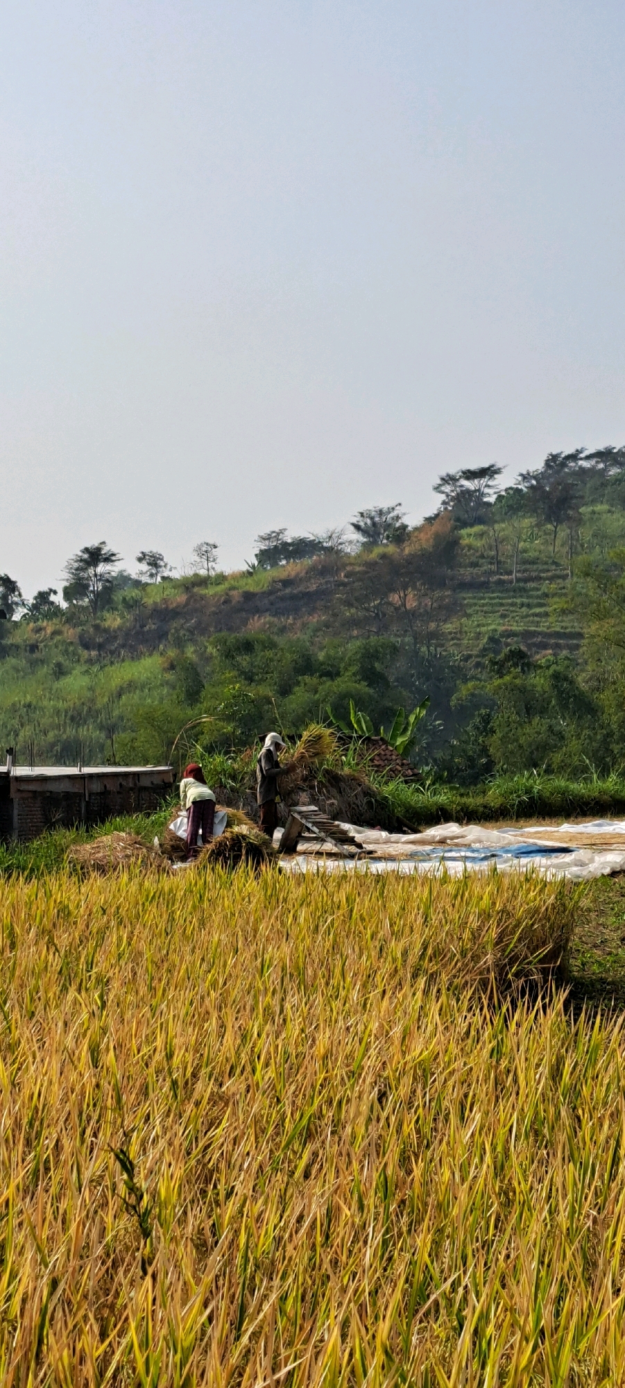 In Gambiran, Indonesia, a vertical shot captures a rural scene. The foreground is dominated by a field of ripe, golden-yellow rice stalks, swaying gently. Behind this field, two individuals are engaged in harvesting or processing rice. One person, wearing a light-colored shirt and darker pants with a red head covering, is bent over a white tarp, seemingly sorting or bagging rice. The second individual, dressed in darker clothing and a white cap, stands and holds a large bundle of rice stalks, appearing to be threshing or preparing them. Beside them, a pile of harvested rice is visible, along with some wooden equipment. In the background, a terraced hillside covered in lush green vegetation and scattered trees rises towards a pale, hazy sky. A portion of a brick structure is also visible to the left of the frame, near the workers.