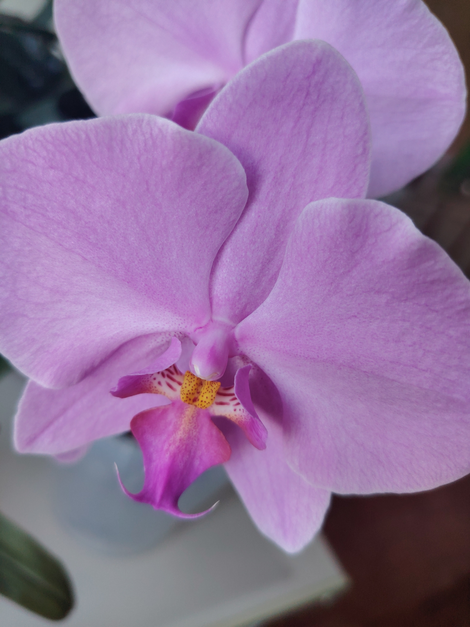A close-up, eye-level shot focuses on a vibrant pink orchid flower. The petals, soft and delicate, display subtle veins and a slightly textured surface. The center of the orchid reveals a complex structure with yellow stamens dotted with red markings and a prominent pink lip. The background is softly blurred, suggesting an indoor setting with muted green foliage and hints of brown and gray. No people are visible in the image. The location in Konakovo, Russia, is not discernible from the visual information provided in the image.