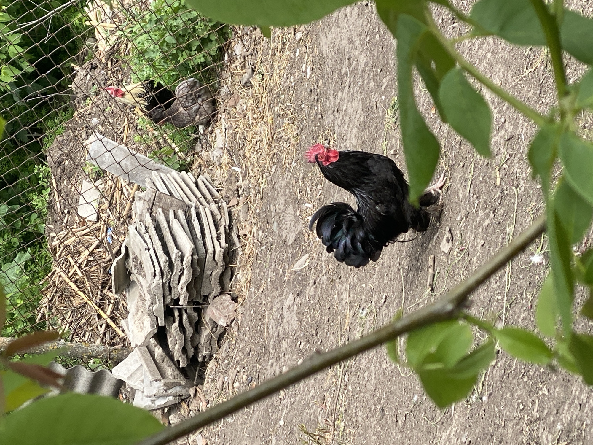 A high-angle shot in what appears to be a backyard or outdoor area in Matiashivka, Ukraine. A dark-colored rooster stands prominently in the right half of the frame, its red comb visible. In the upper left, behind a wire fence, a mottled chicken is seen amidst green foliage. A pile of discarded roofing tiles or similar materials lies next to the fence. The ground is dry and covered with sparse vegetation. The foreground is partially obscured by branches and leaves.
