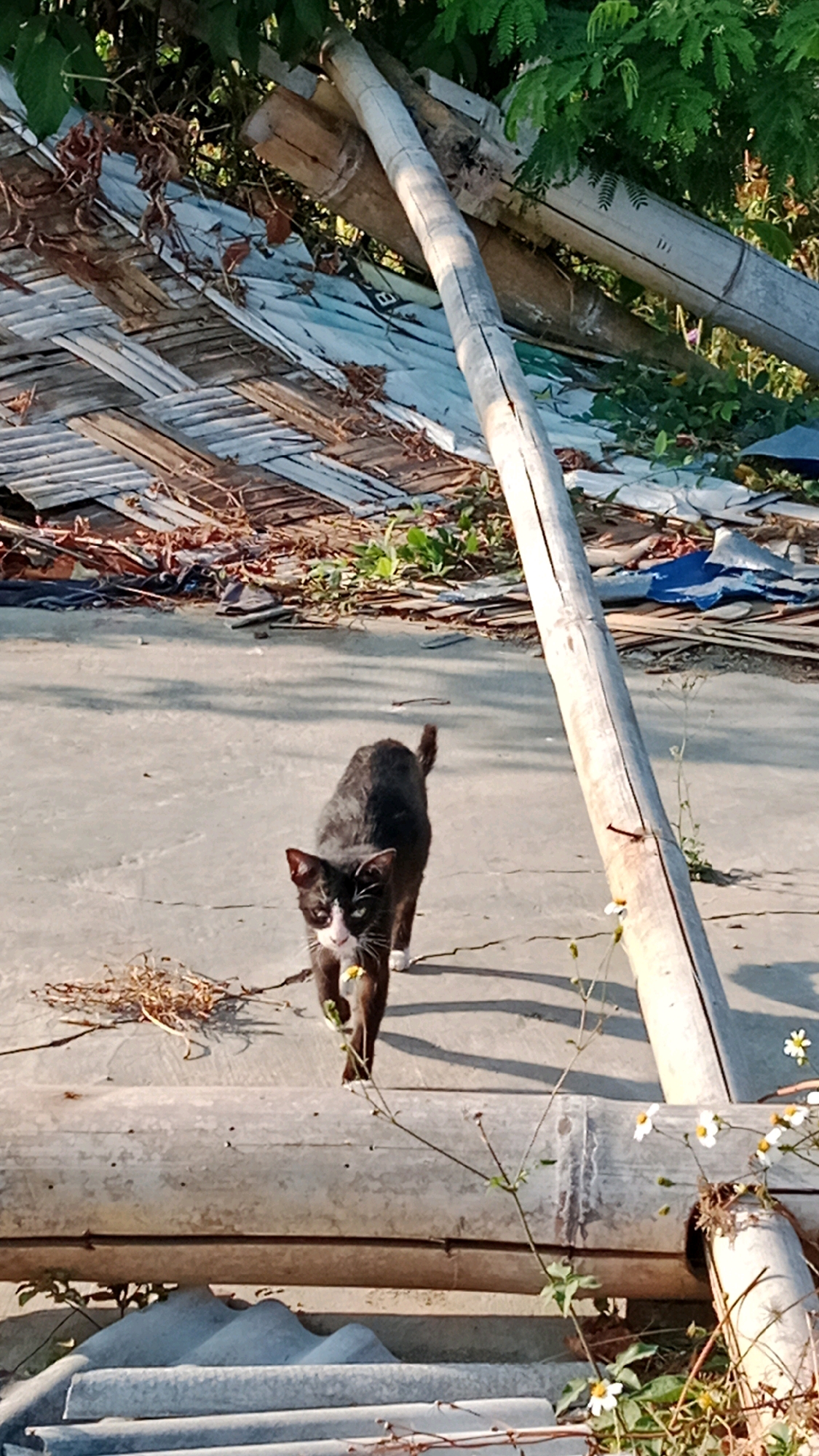 A black and white cat walks on a concrete surface in what appears to be an outdoor area. The cat is facing the camera, with its body angled slightly to the right. Its fur is predominantly black with white markings on its chest and face. The background shows a dilapidated structure with bamboo poles, corrugated metal sheets, and dried vegetation. The scene is lit by sunlight, casting shadows on the ground. The overall impression is one of a rural or semi-rural setting, possibly in a village. The location of Sukowinangun, Indonesia, is noted as the context for this image.