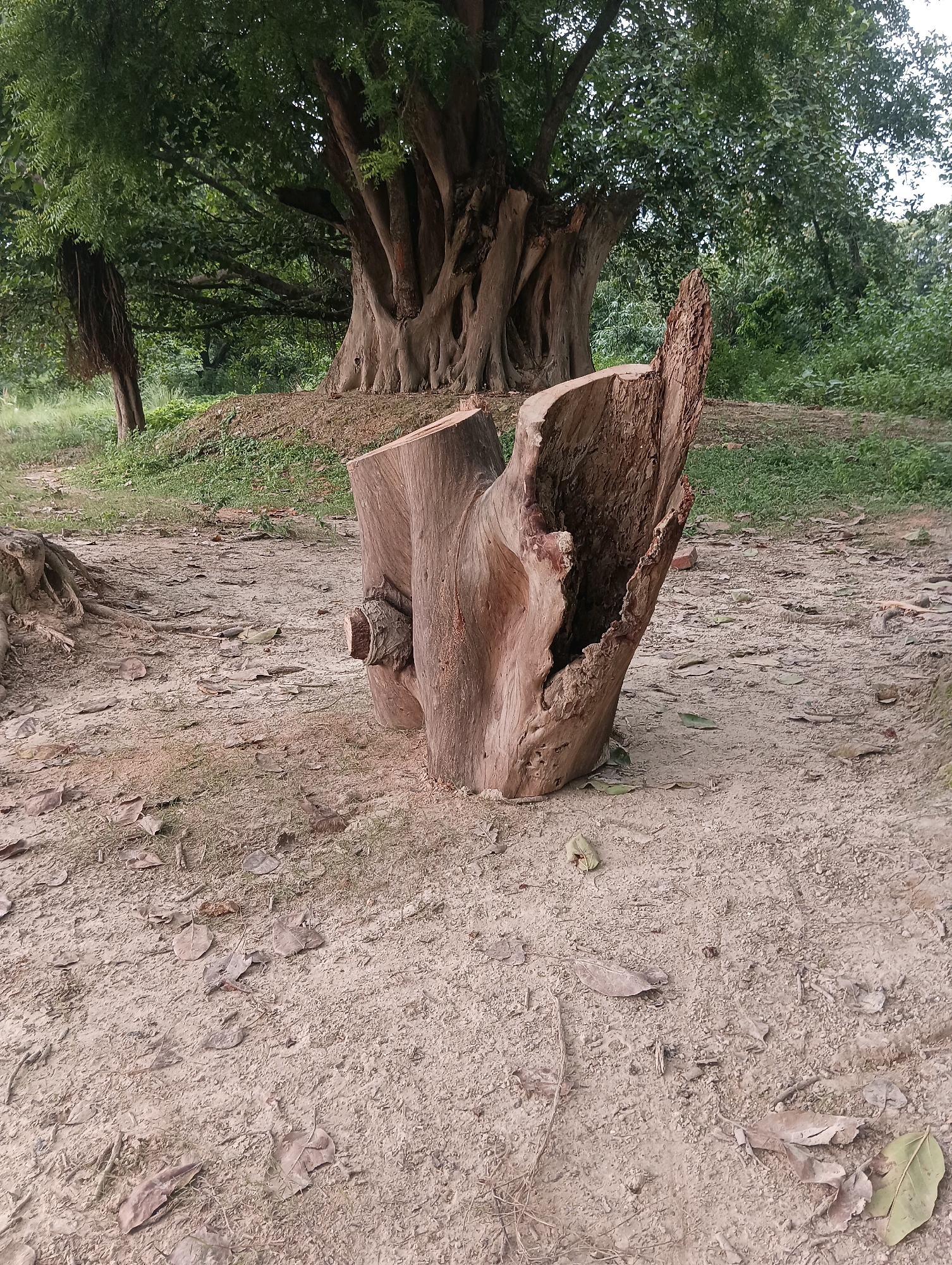 In Tilkar, India, a large tree stump with rough, weathered wood stands in the foreground of an outdoor scene. The stump is cut unevenly at the top, revealing a hollowed-out section on one side and a smaller, protruding section on the other. In the background, a massive tree with thick, gnarled roots and dense green foliage dominates the view. The ground surrounding the stump is covered in dry leaves and dirt. The environment appears to be a natural or park-like setting, with more trees and greenery visible in the distance.